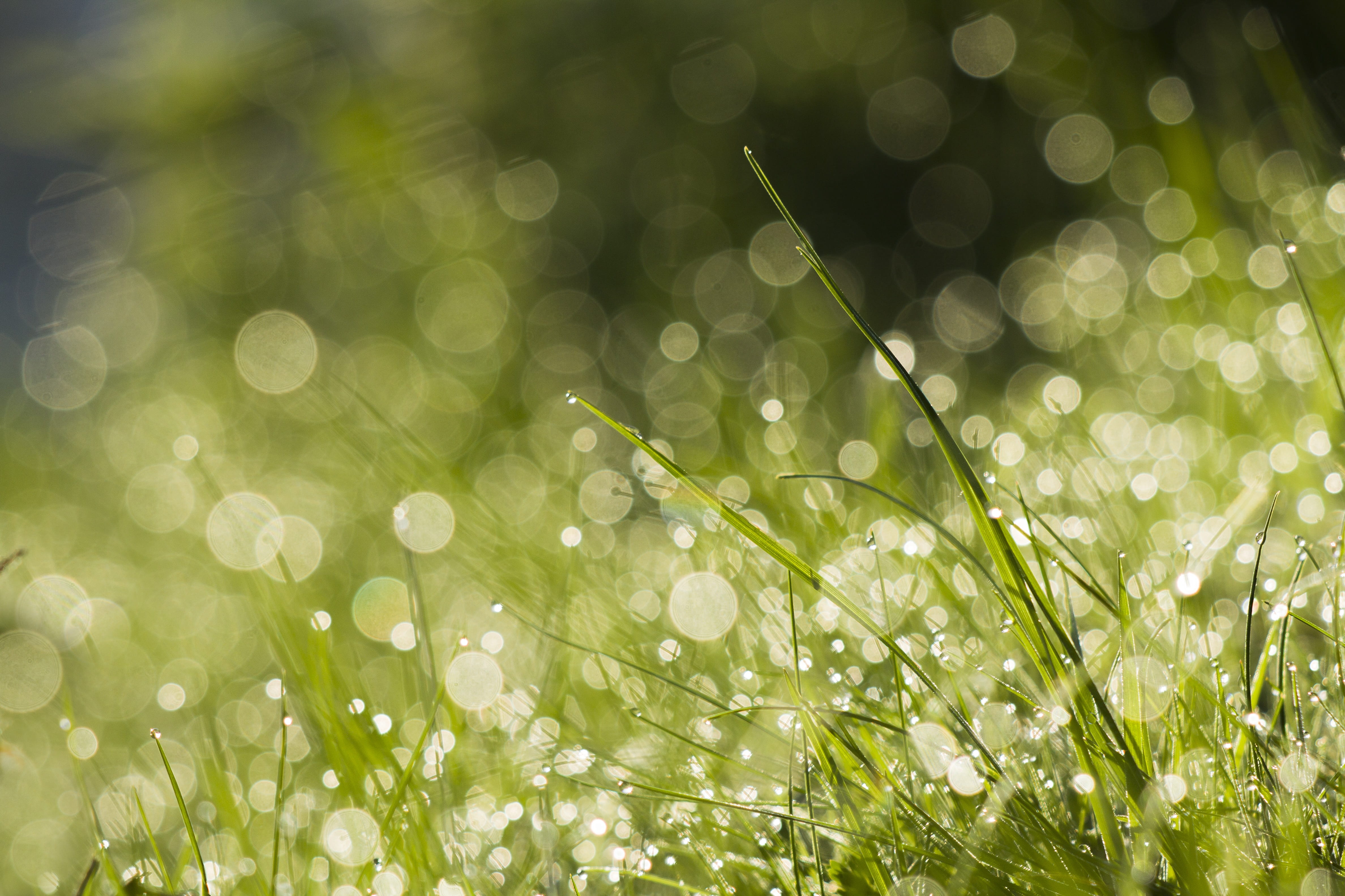 growth, lens flare, fragility, defocused, plant, drop, bookeh, no people, freshness, rain, bright, vulnerability, grass, drops, morning, wet, close-up, HD Wallpaper