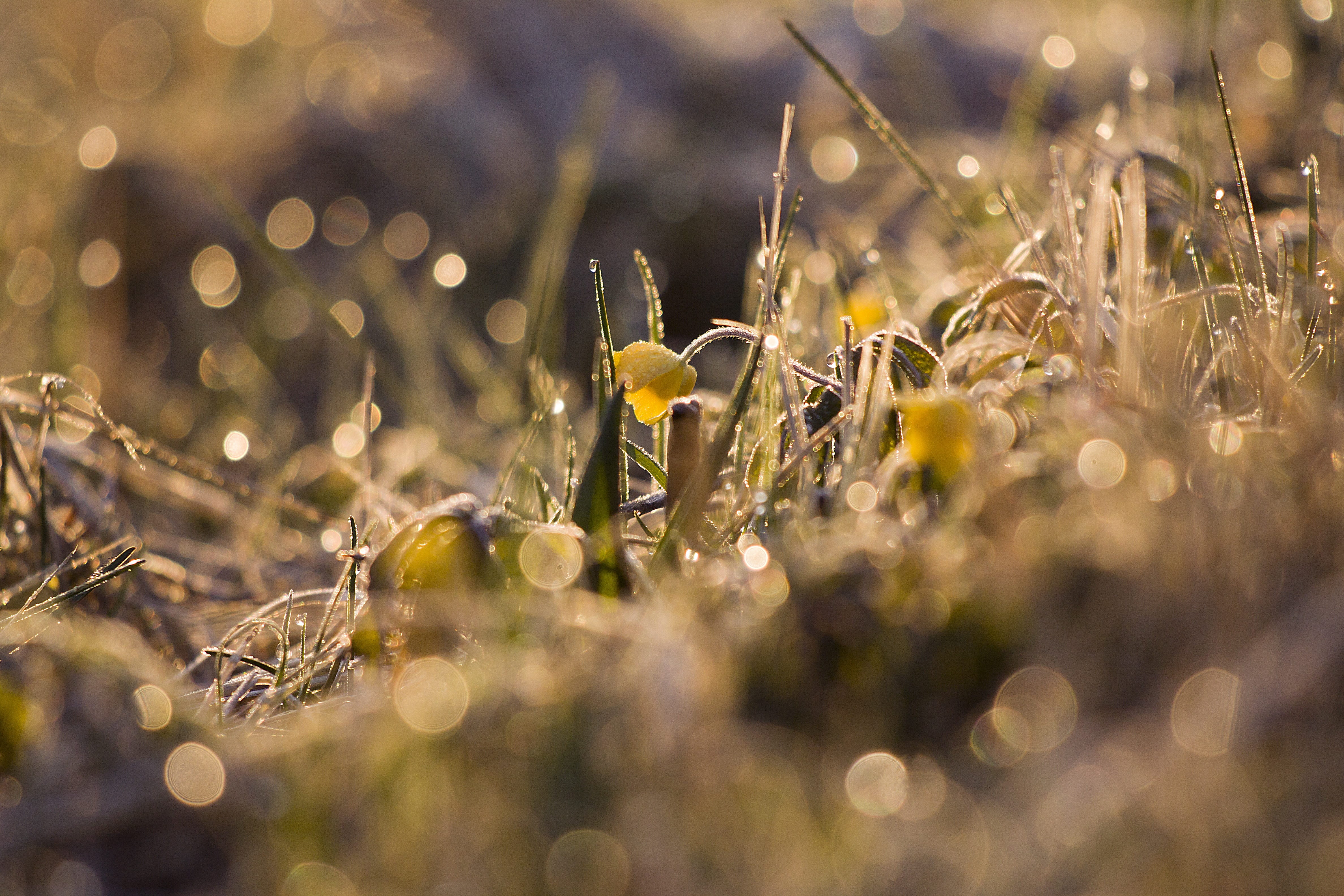 plant part, sunrise, drop, selective focus, tranquility, growth, no people, land, lens flare, outdoors, blade of grass, nature, freshness, plant, fragility, HD Wallpaper