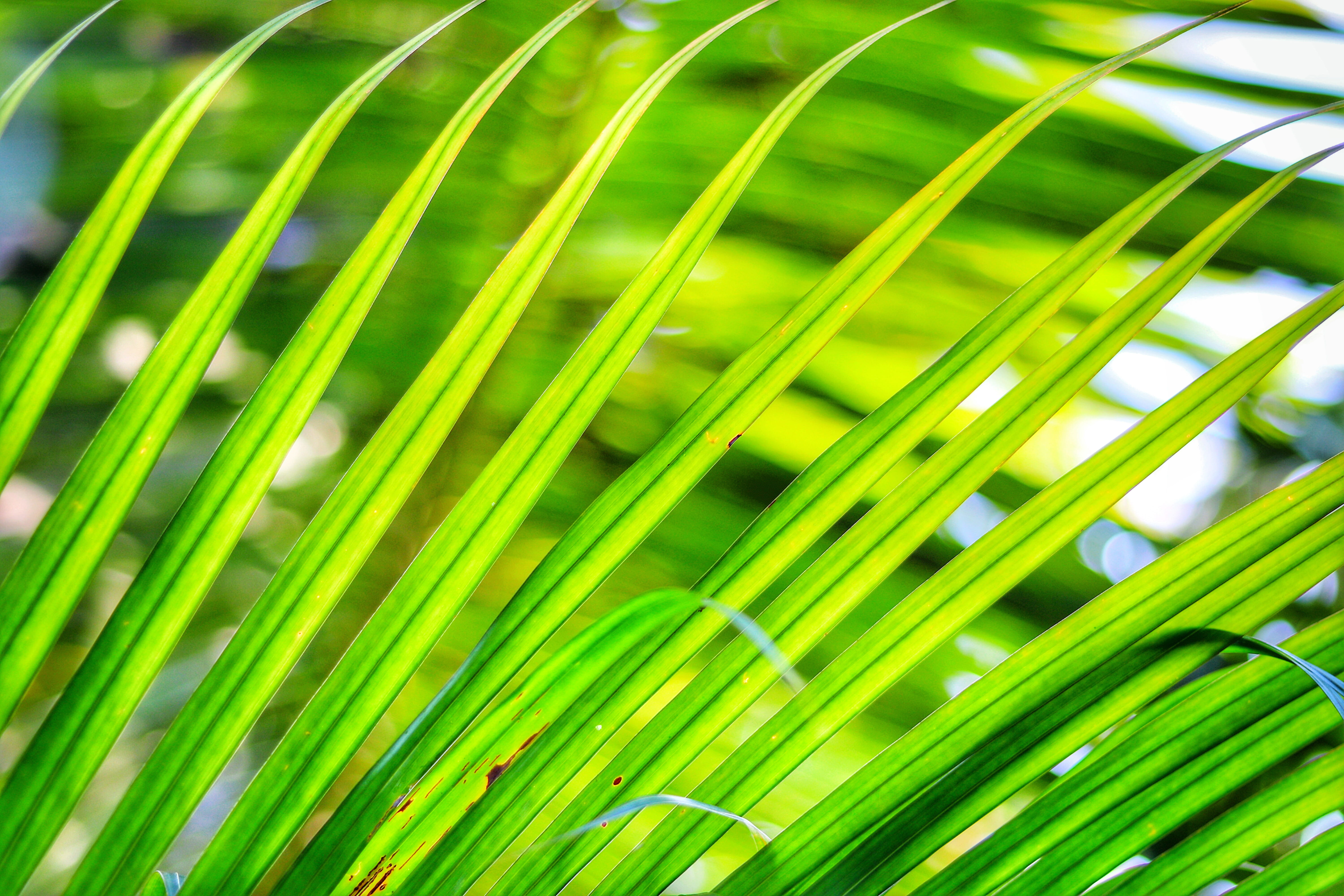 blade of grass, tropical climate, sunshine, palm tree, ungasan, light, summer, palm, nature, natural pattern, vibrant color, uluwatu, plant, green, tropical, HD Wallpaper