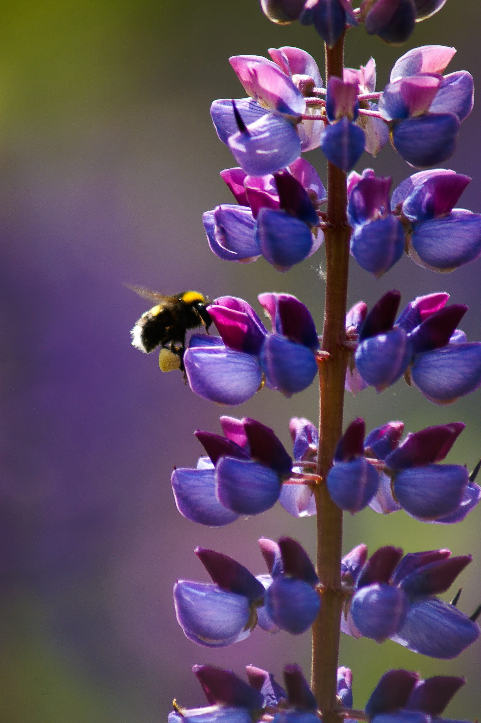 beauty in nature, plant, bee, bookeh, pollination, flower head, animal wildlife, one animal, vulnerability, no people, invertebrate, bumblebee, flowering plant, Phone HD Wallpaper