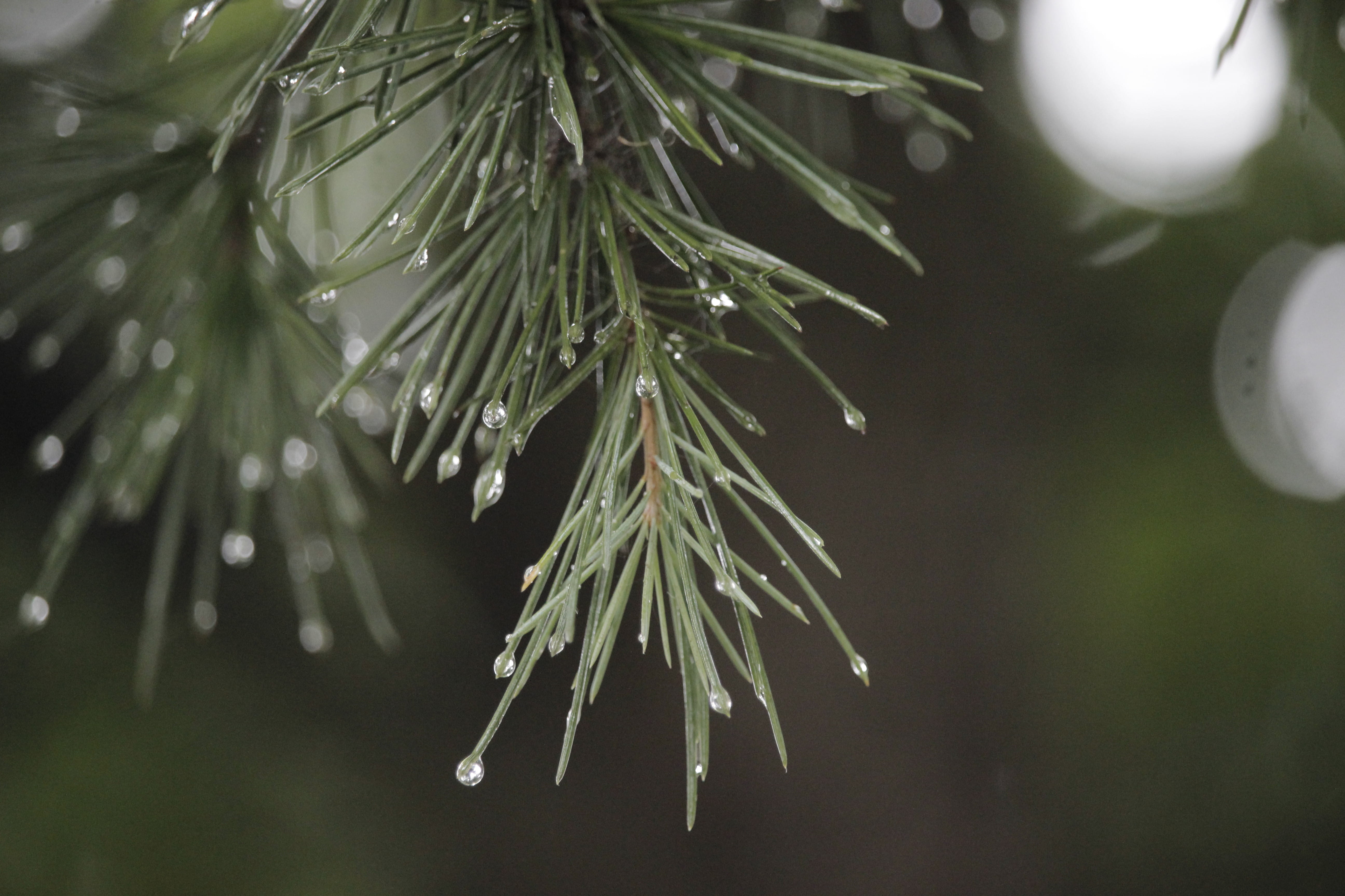 tranquility, raindrop, dew, outdoors, growth, plant, coniferous tree, day, drop, wet, no people, 5K, green color, bookeh, nature, beauty in nature, focus on foreground, HD Wallpaper
