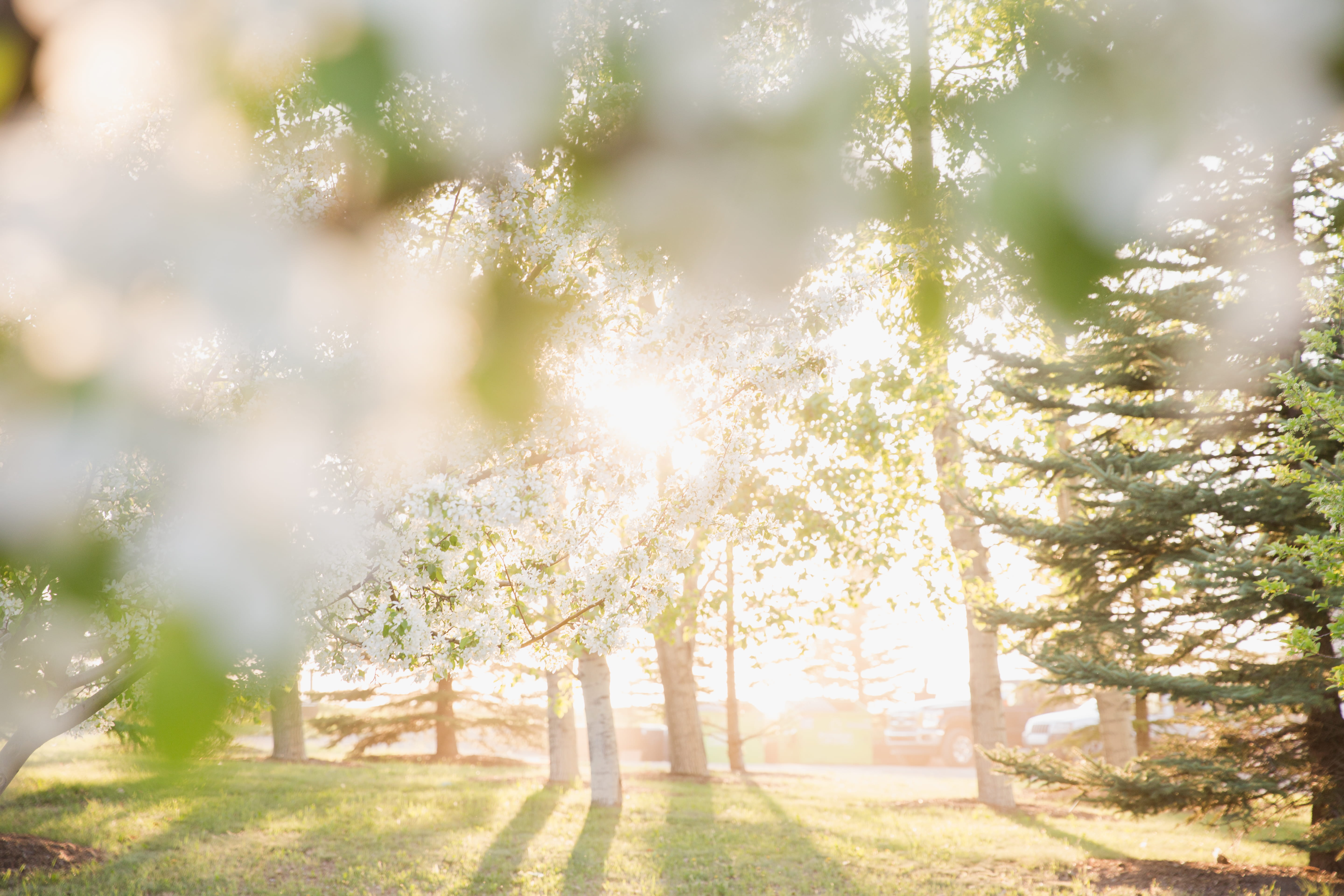 outdoors, background, bright, environment, lens flare, sun, day, beauty in nature, morning, sunbeam, plant, tranquil scene, photography, tree, trees, land, HD Wallpaper