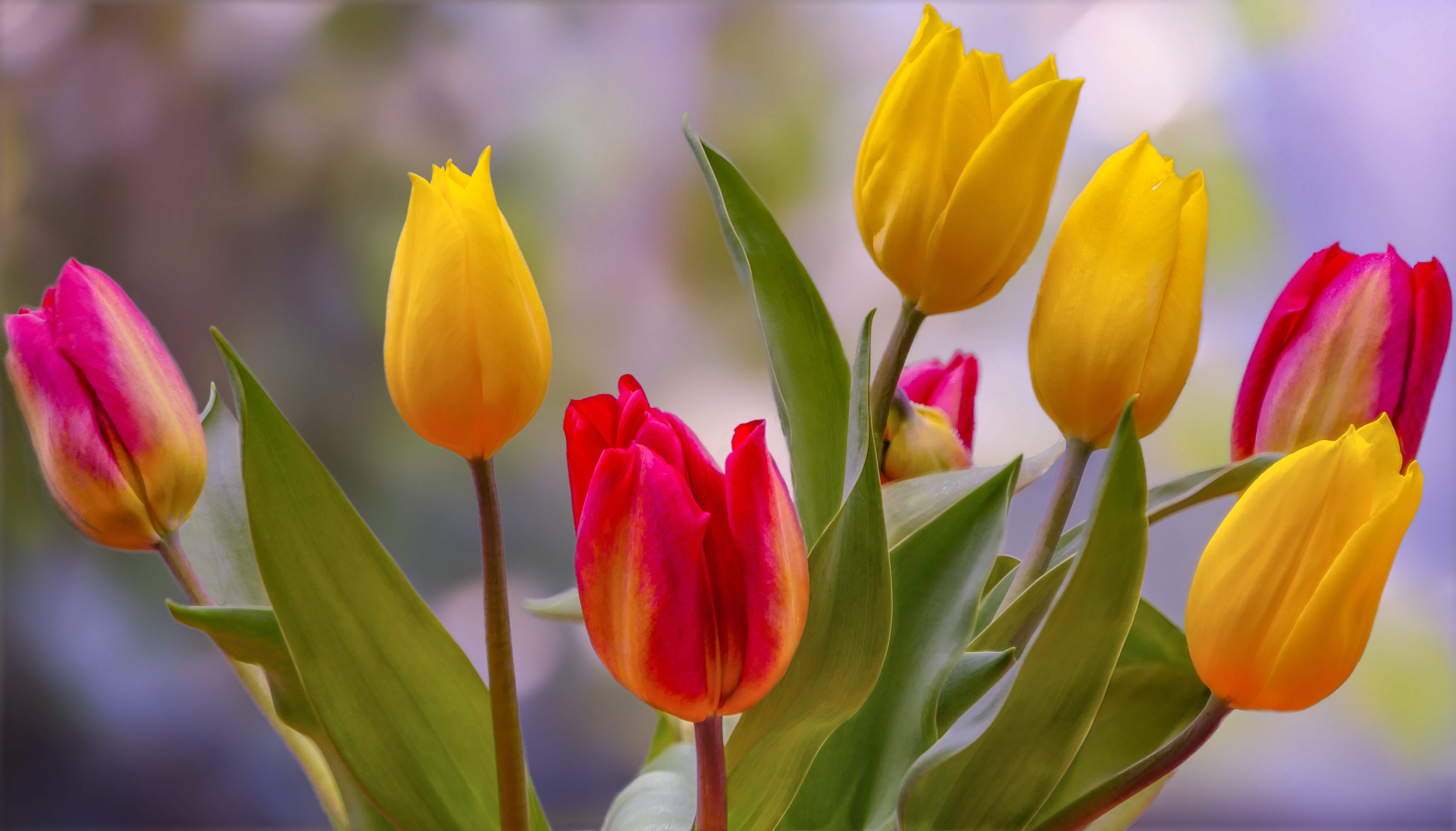 outdoors, flower, red yellow, tulip, no people, close-up, freshness, flowerbed, flowering plant, springtime, flower head, bookeh, pink, nature, close up, HD Wallpaper