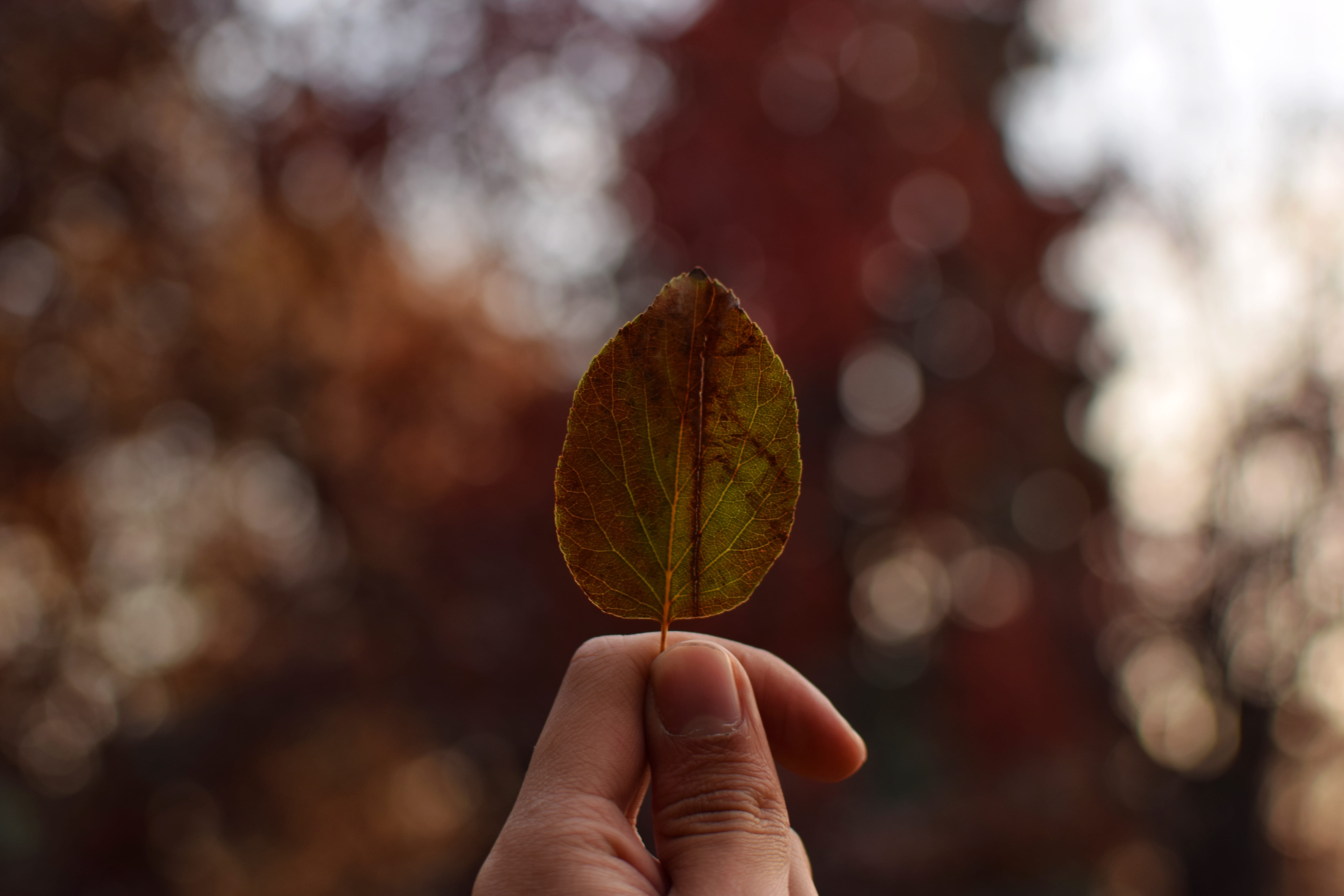 tree, 5K, human finger, human hand, finger, one person, brown, nature, close-up, person, human body part, bookeh, fall, plant, unrecognizable person, focus on foreground, HD Wallpaper
