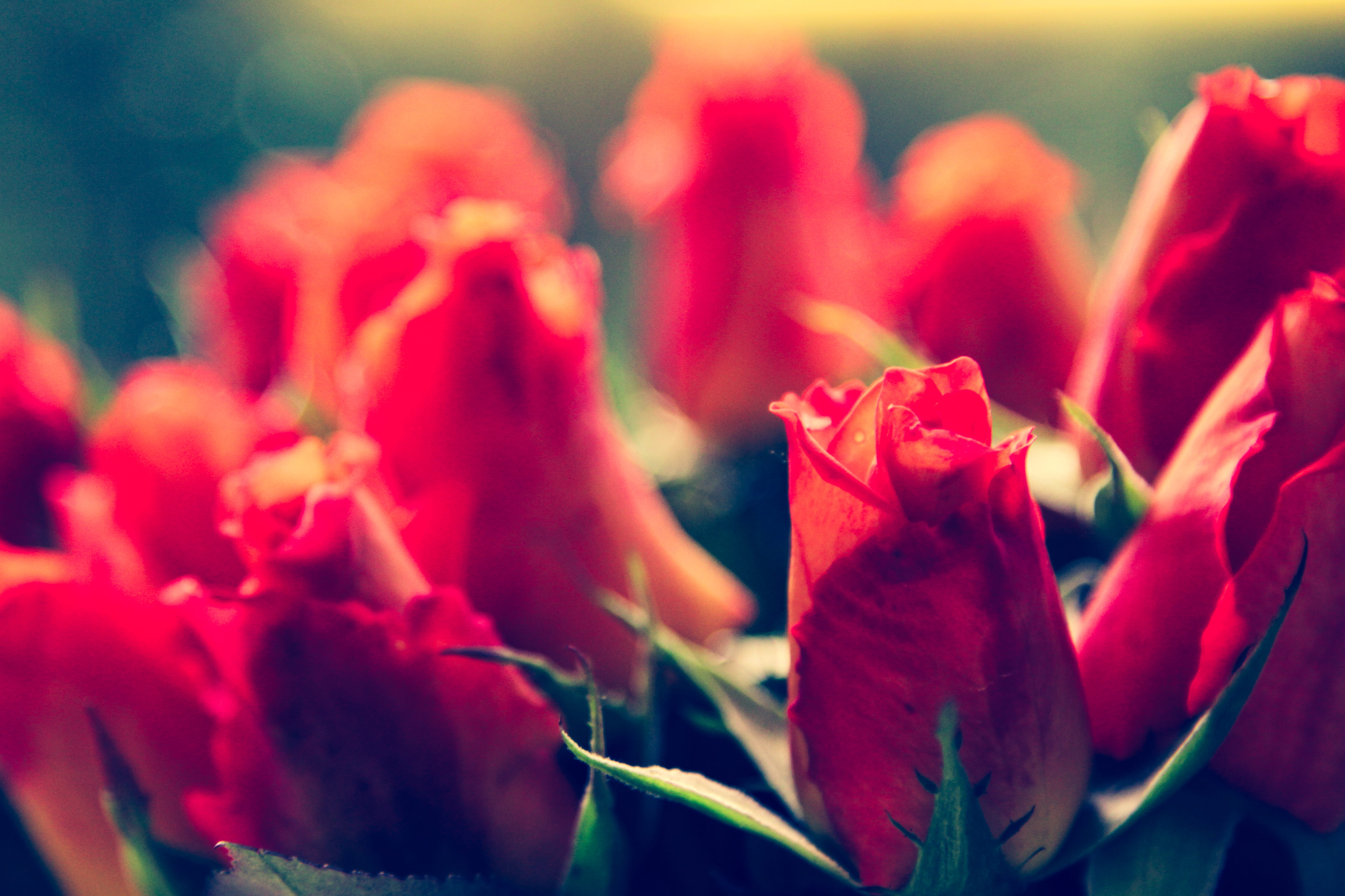 outdoors, beauty in nature, vulnerability, selective focus, petal, flower head, background, green, flower, summer, softness, flowers, red, 5K, plant, color, HD Wallpaper