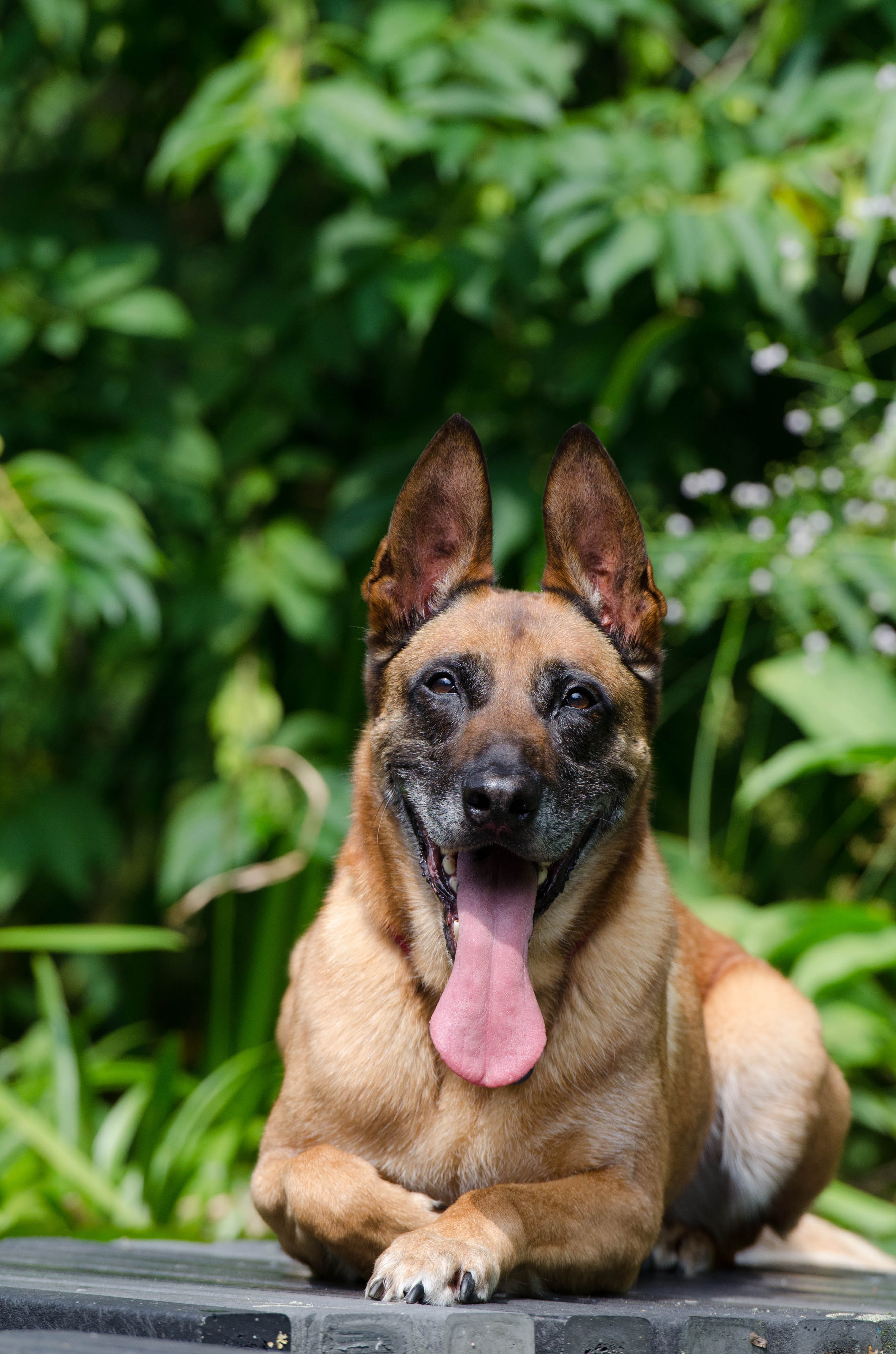male, water, aquatic plant, summer, one animal, mammal, rest, belgian shepherd dog, animal themes, attention, sticking out tongue, no people, dog, portrait, Phone HD Wallpaper