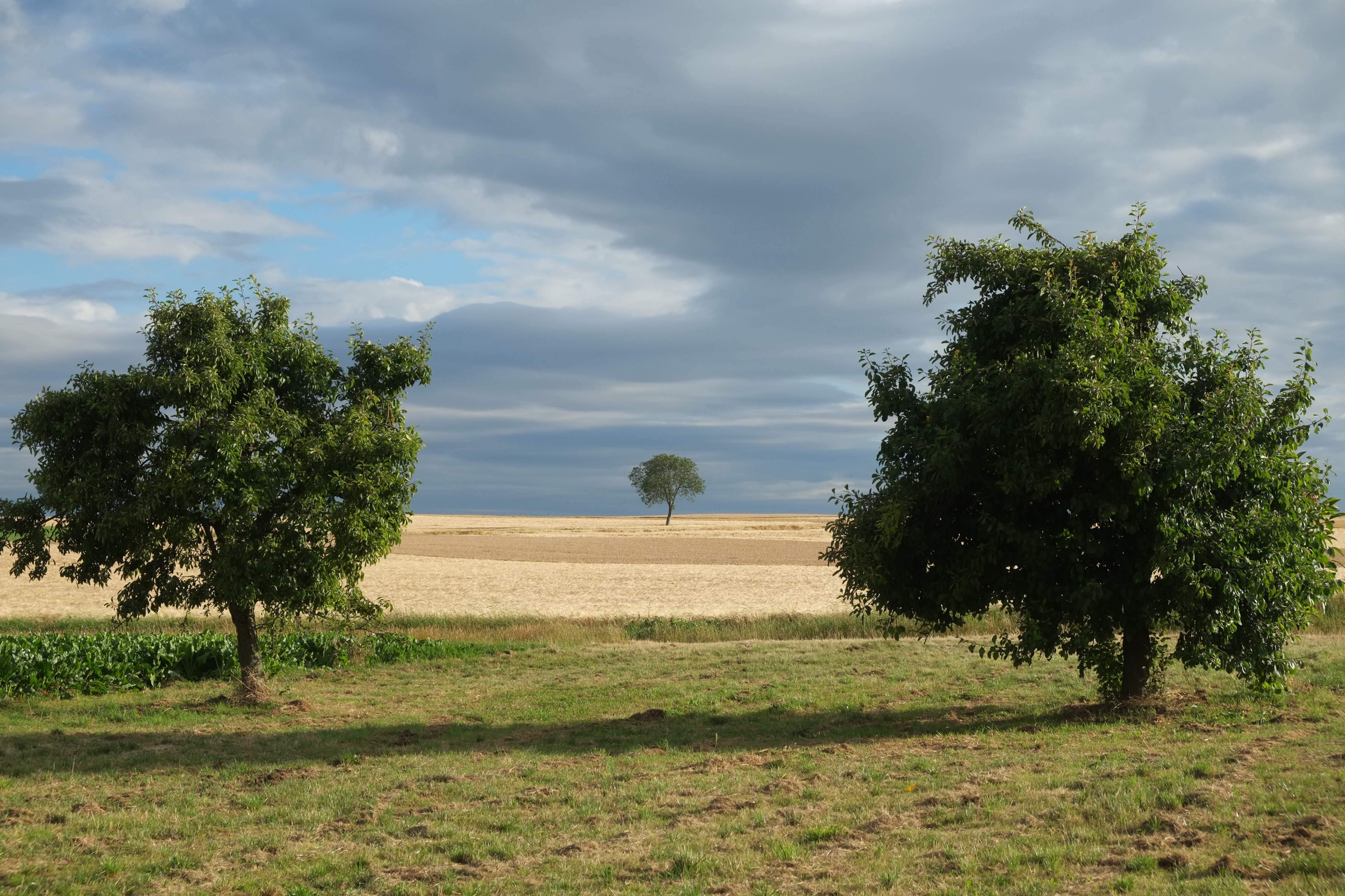 environment, day, mood, green color, midsummer, 4K, wide, summer, tree, plant, beauty in nature, cloud - sky, food, treelined, tranquil scene, non-urban scene, HD Wallpaper