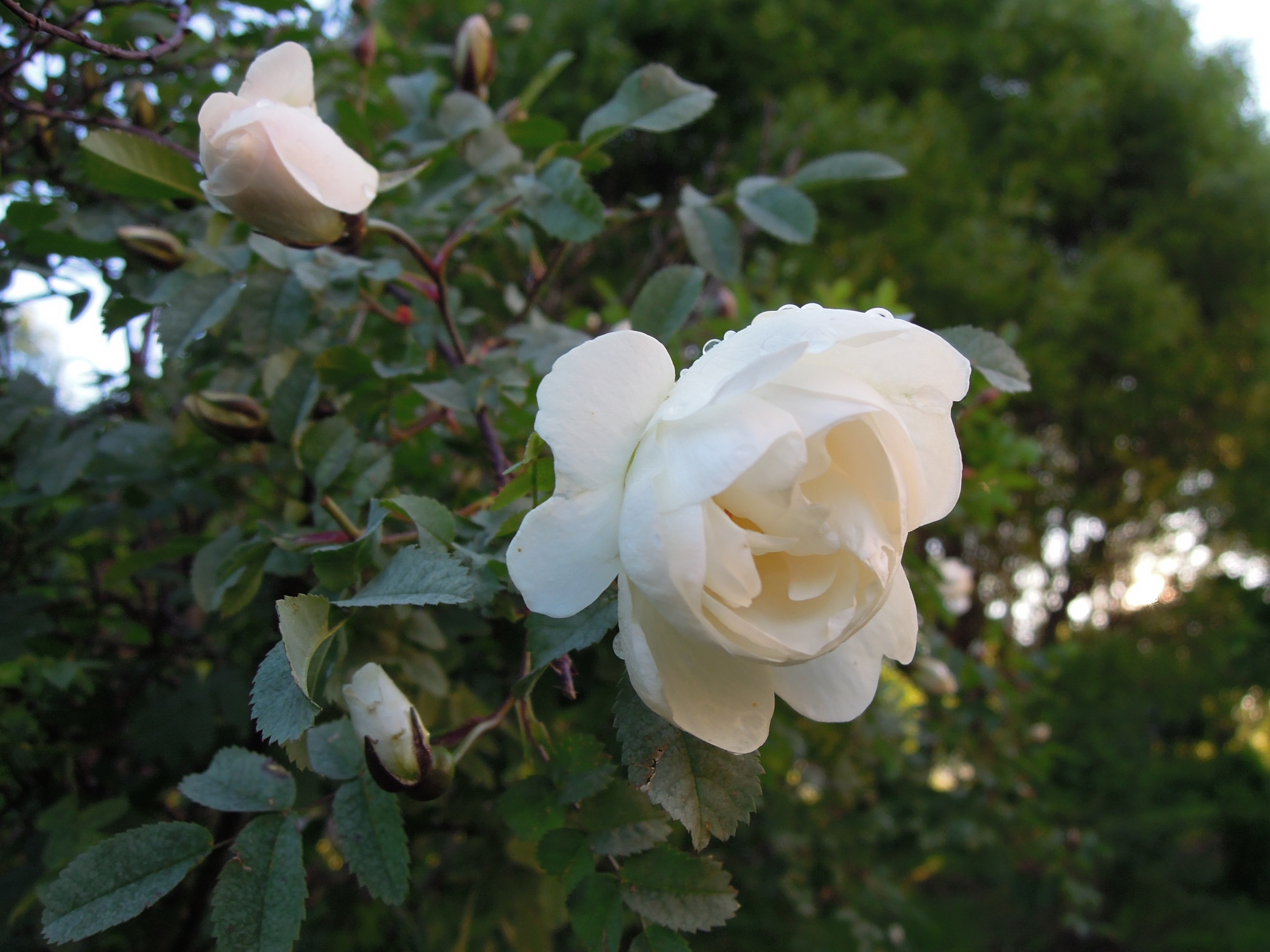 finnish, plant, beauty in nature, no people, freshness, vulnerability, inflorescence, bloom, fragility, 2K, pink flower, rose, flower head, nature, outdoors, HD Wallpaper
