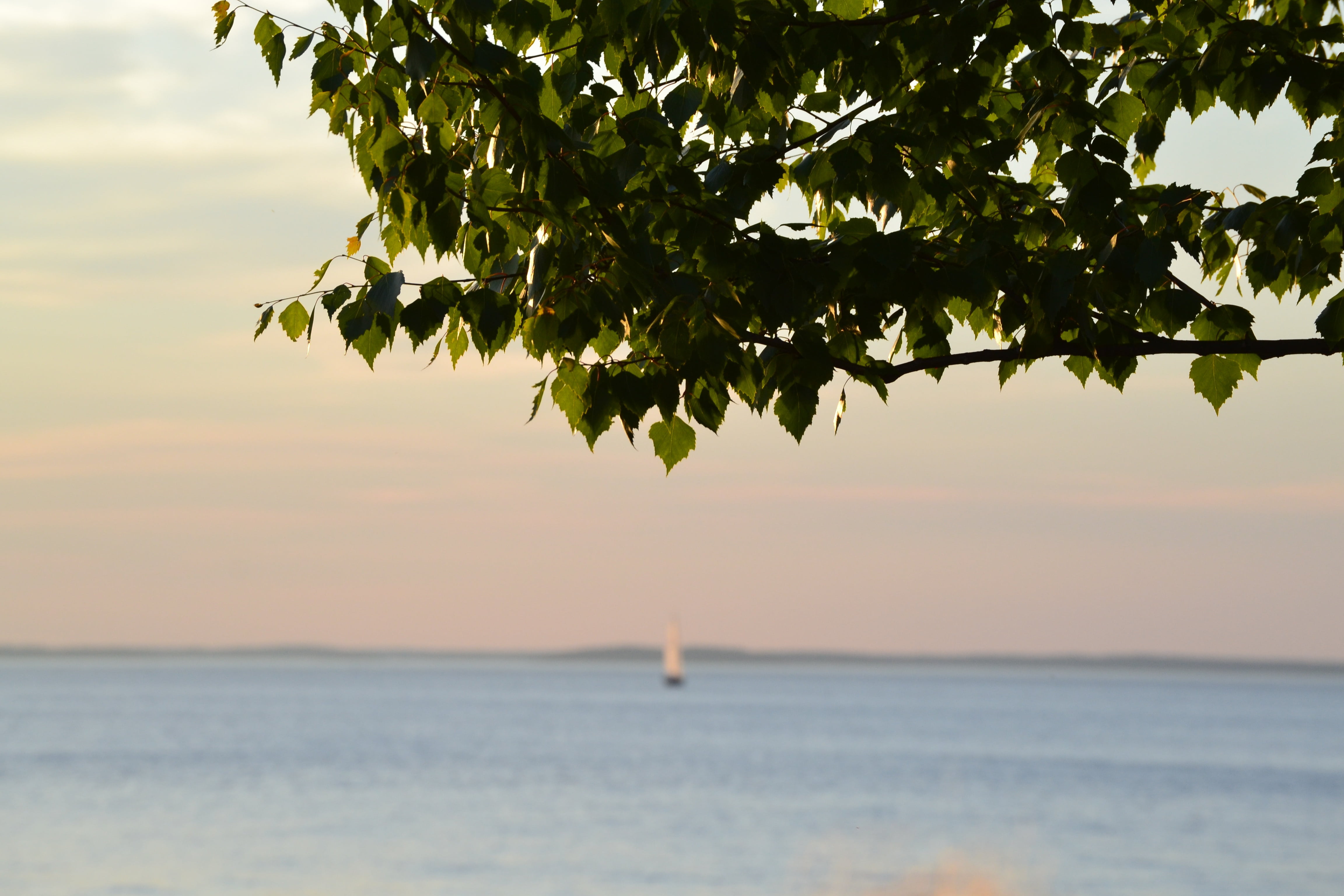 idyllic, tree, sunset, water, no people, plant part, summer, lake, body, in the evening, horizon, tranquil scene, yacht, tampere, midsummer, sailboat, nautical vessel, HD Wallpaper