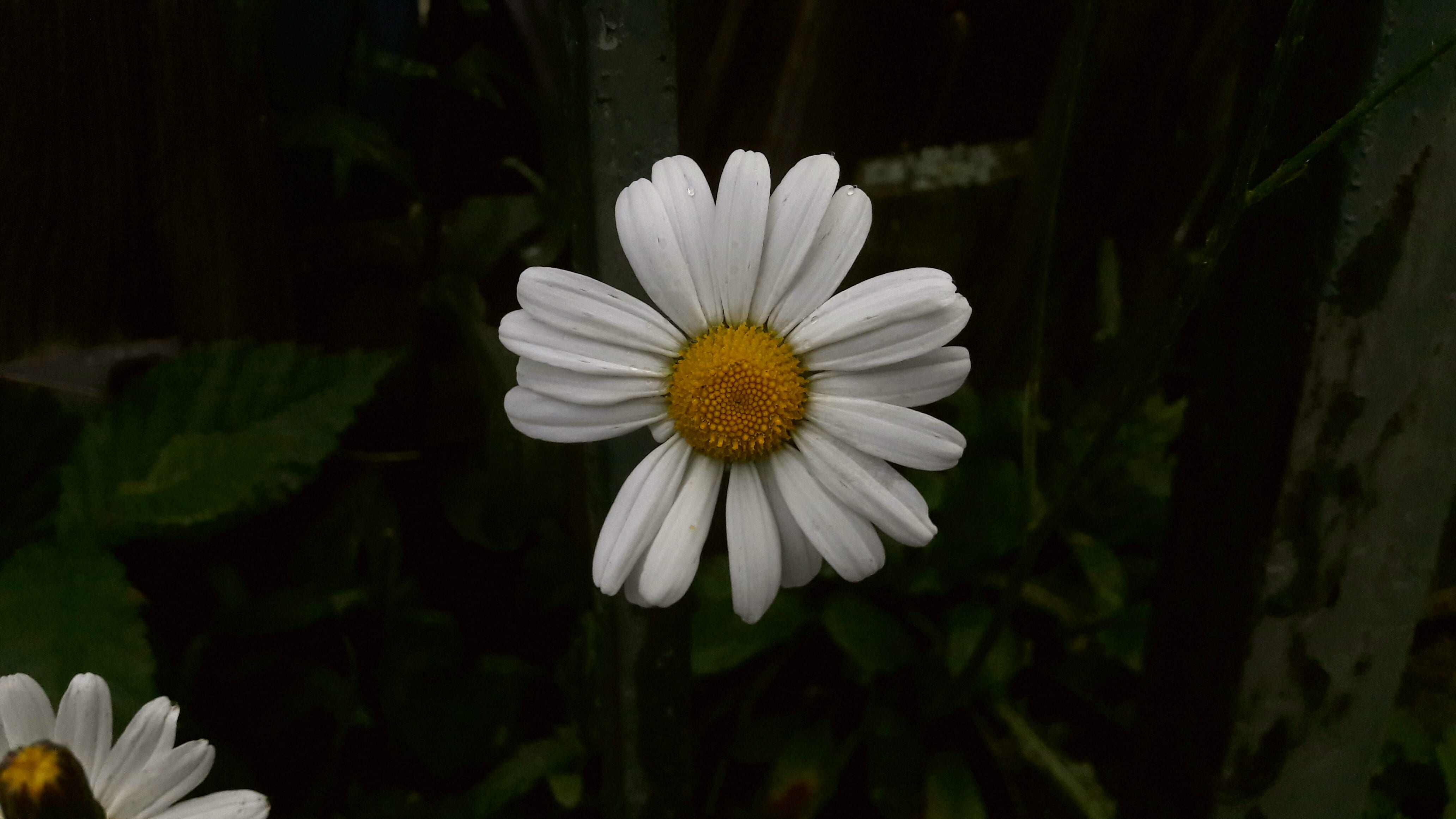 daisy, vitgul, freshness, dark background, summer flower, flowering plant, discount, garden, daisies, midsummer, flowering, pollen, background, trädgårdsblomma, HD Wallpaper