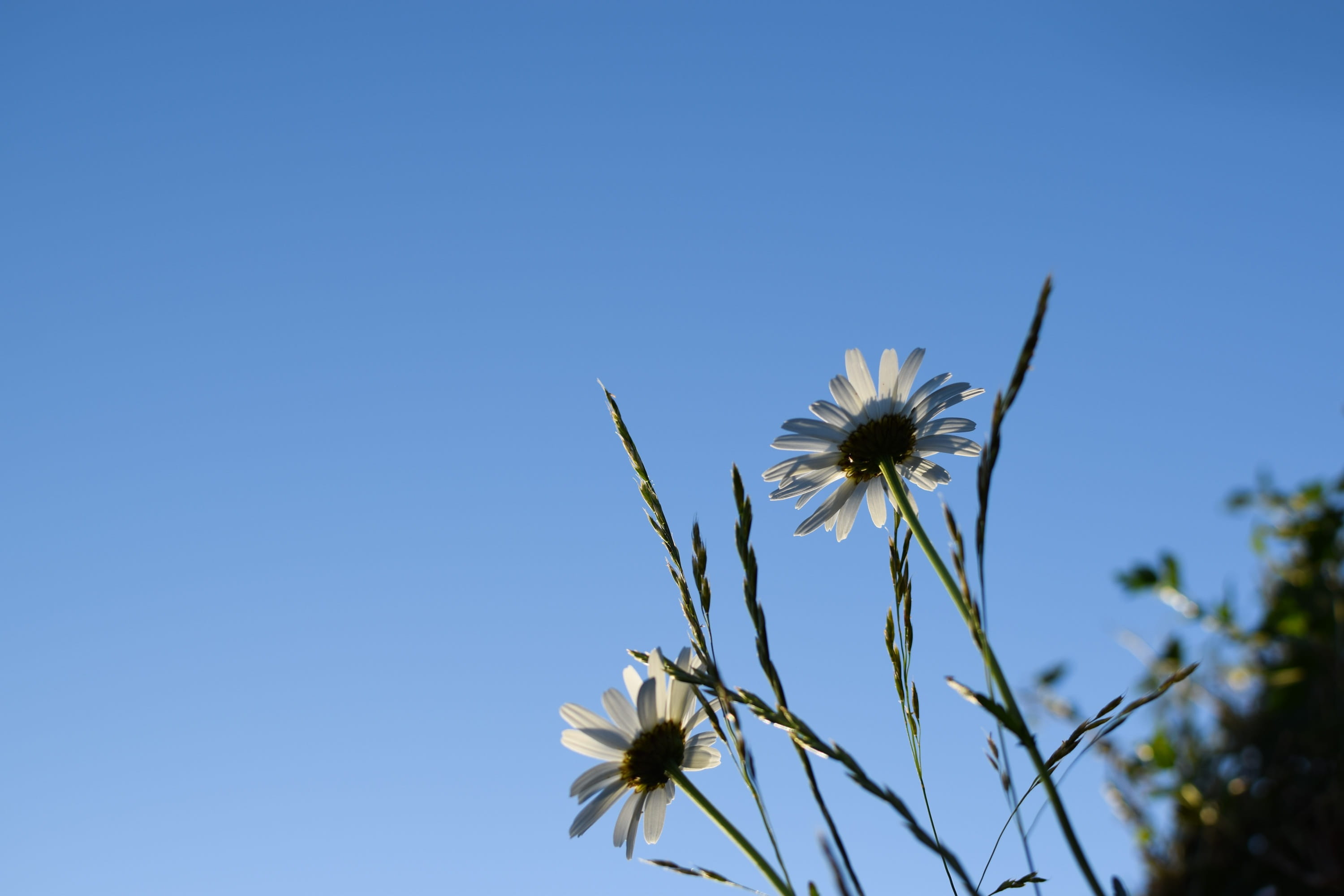 blue, plant, Midsummer, 2K, daisy, flower, no people, nature, close-up, petal, sky, low angle view, midsommarblommor, beauty in nature, summer, day, vulnerability, HD Wallpaper