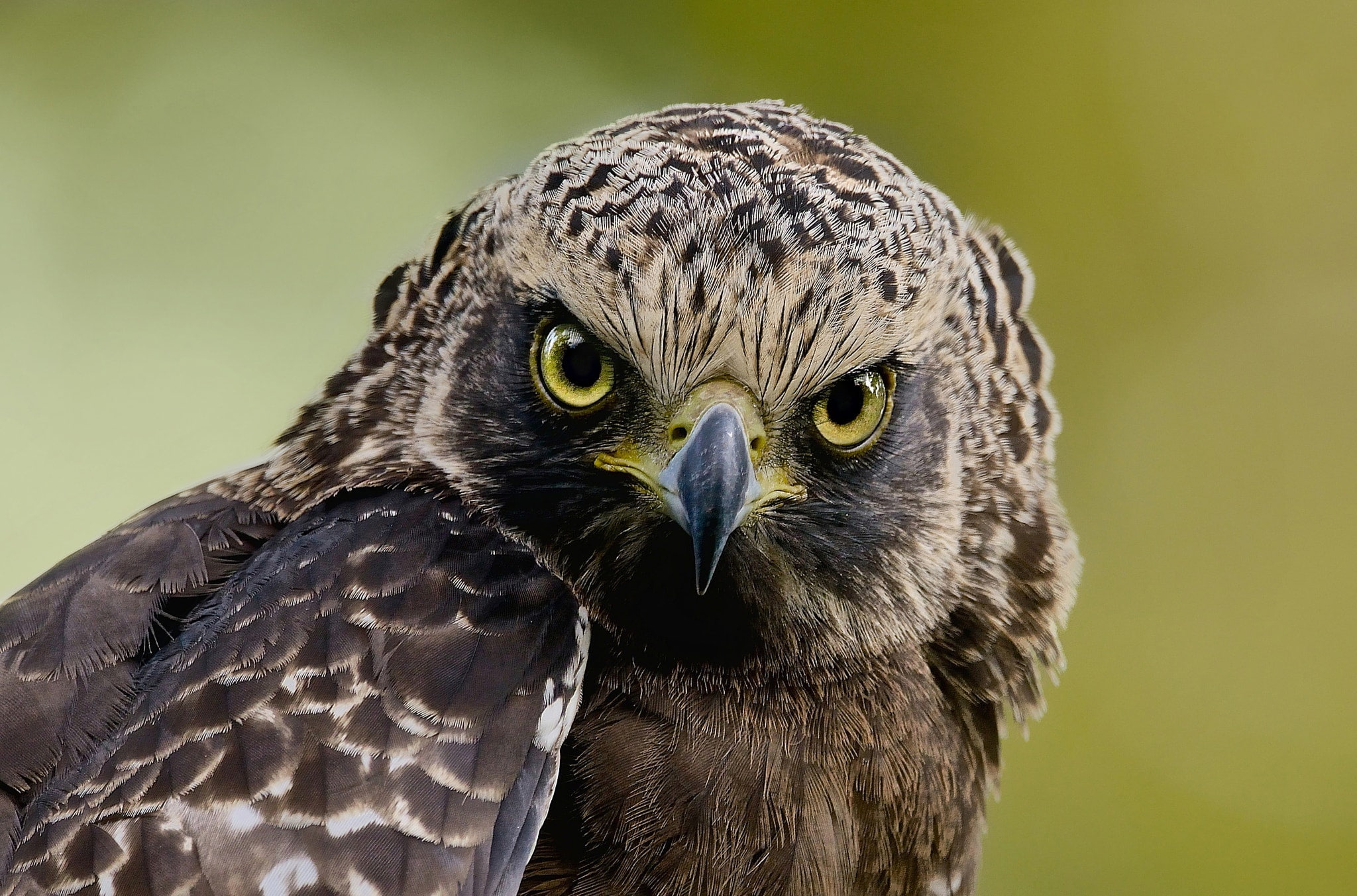 1080P, Great crested snake eagle, Hawk., look, background, bird, Crested snake eagle, HD Wallpaper