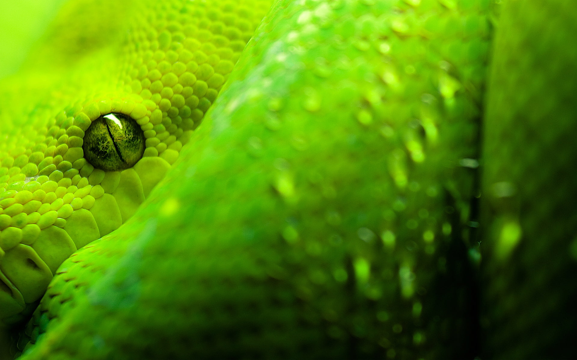 Great, Snake, 1080P, Eyes, HD Wallpaper