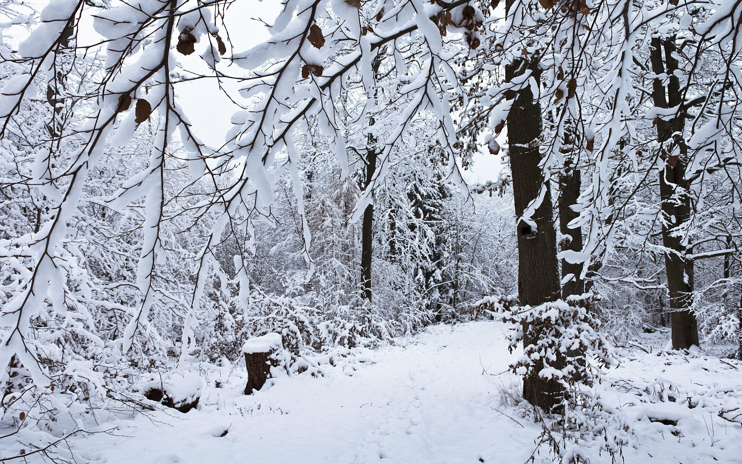 covered, day, bare, winter, nature, 2K, snow, forest, 2560x1600, snowy, tree, HD Wallpaper