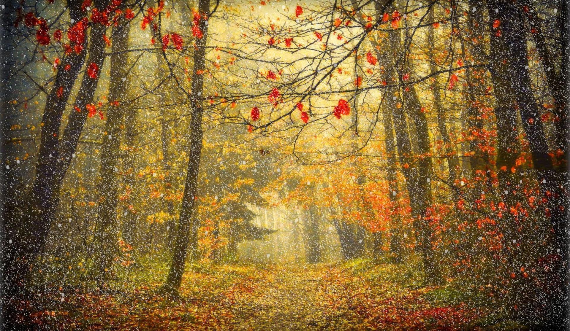 forest, winter, day, snowy, fall, trees, 1080P, autumn, 3d and abstract, snow, widescreen, HD Wallpaper