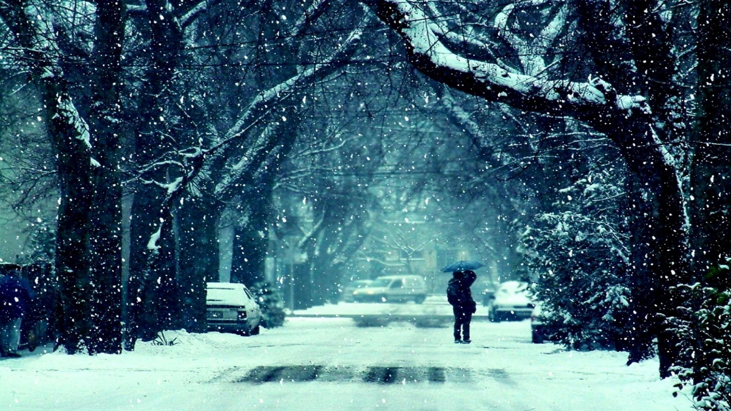 world, winter, black, snowy, day, street, snow, 2560x1440, 2K, umbrella, HD Wallpaper