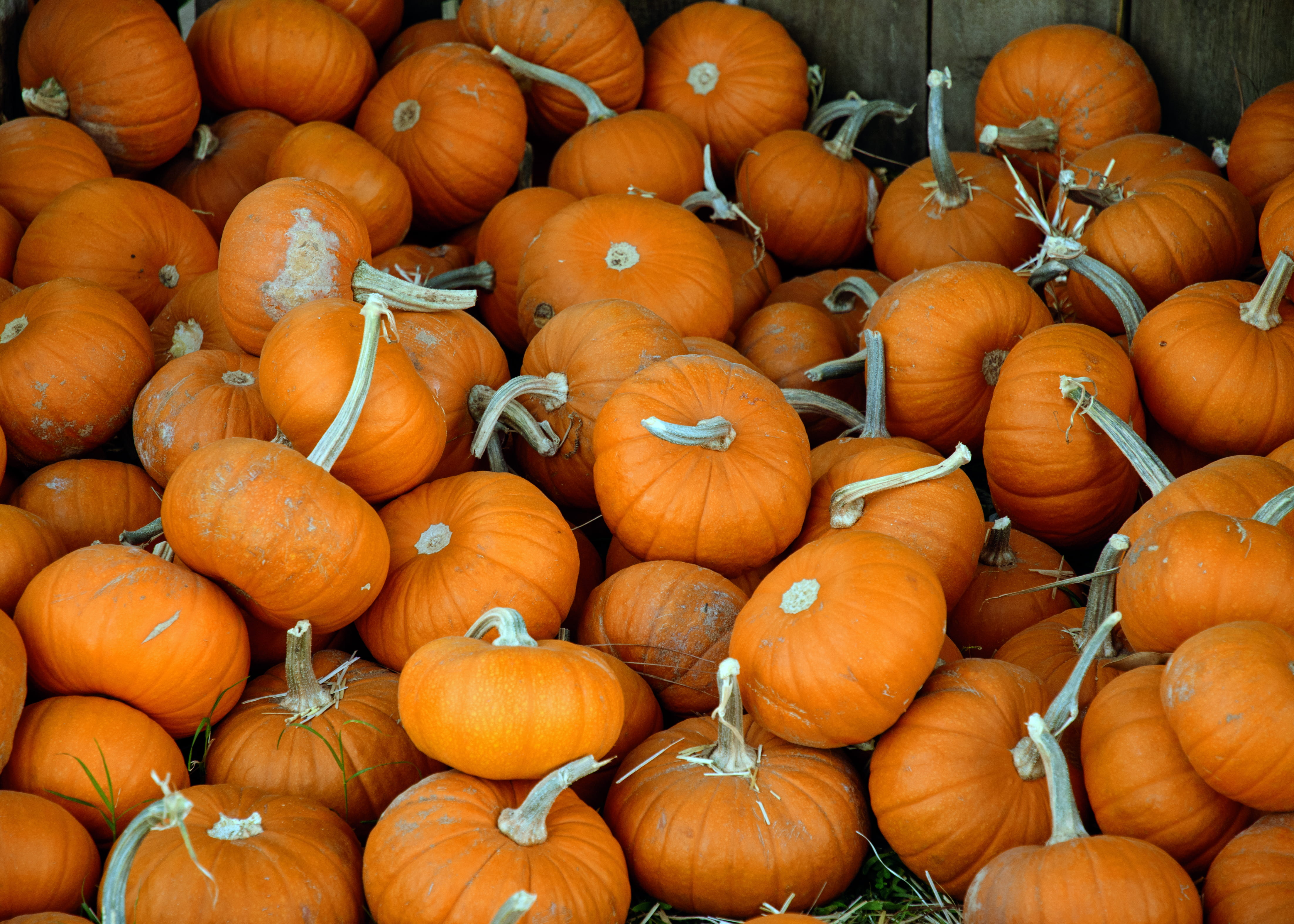grass, californium, lot, food, wellbeing, backgrounds, patch, orange, methodist, food and drink, october, photography, day, pumpkin, 4K, squash, healthy eating, HD Wallpaper