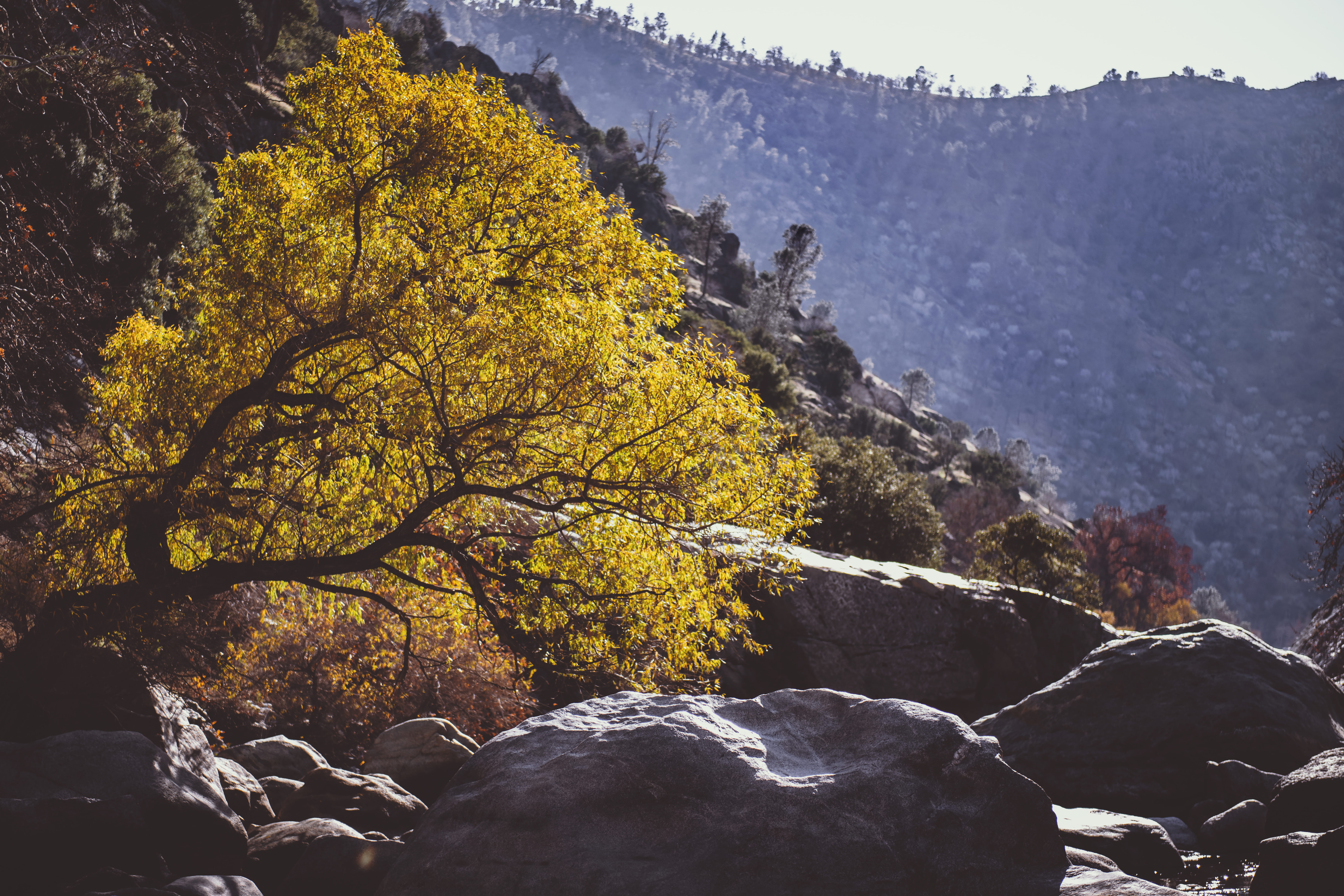 tree, solid, outdoors, flowing water, day, change, beauty in nature, 8K, no people, landscape, fog, kern river canyon, flowing, rock - object, bakersfield, HD Wallpaper