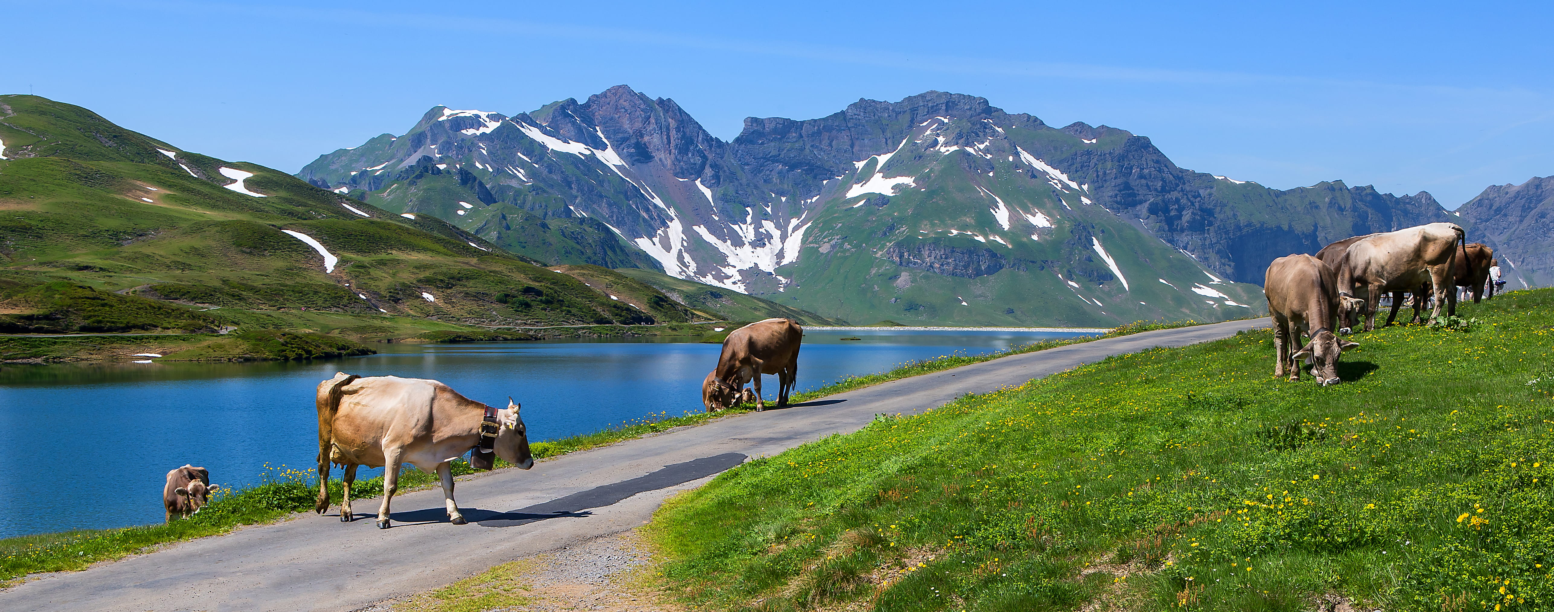 scenics - nature, 5K, road, switzerland, environment, spring, land, no people, vertebrate, snow, domestic animals, animal, mountain range, transportation, HD Wallpaper
