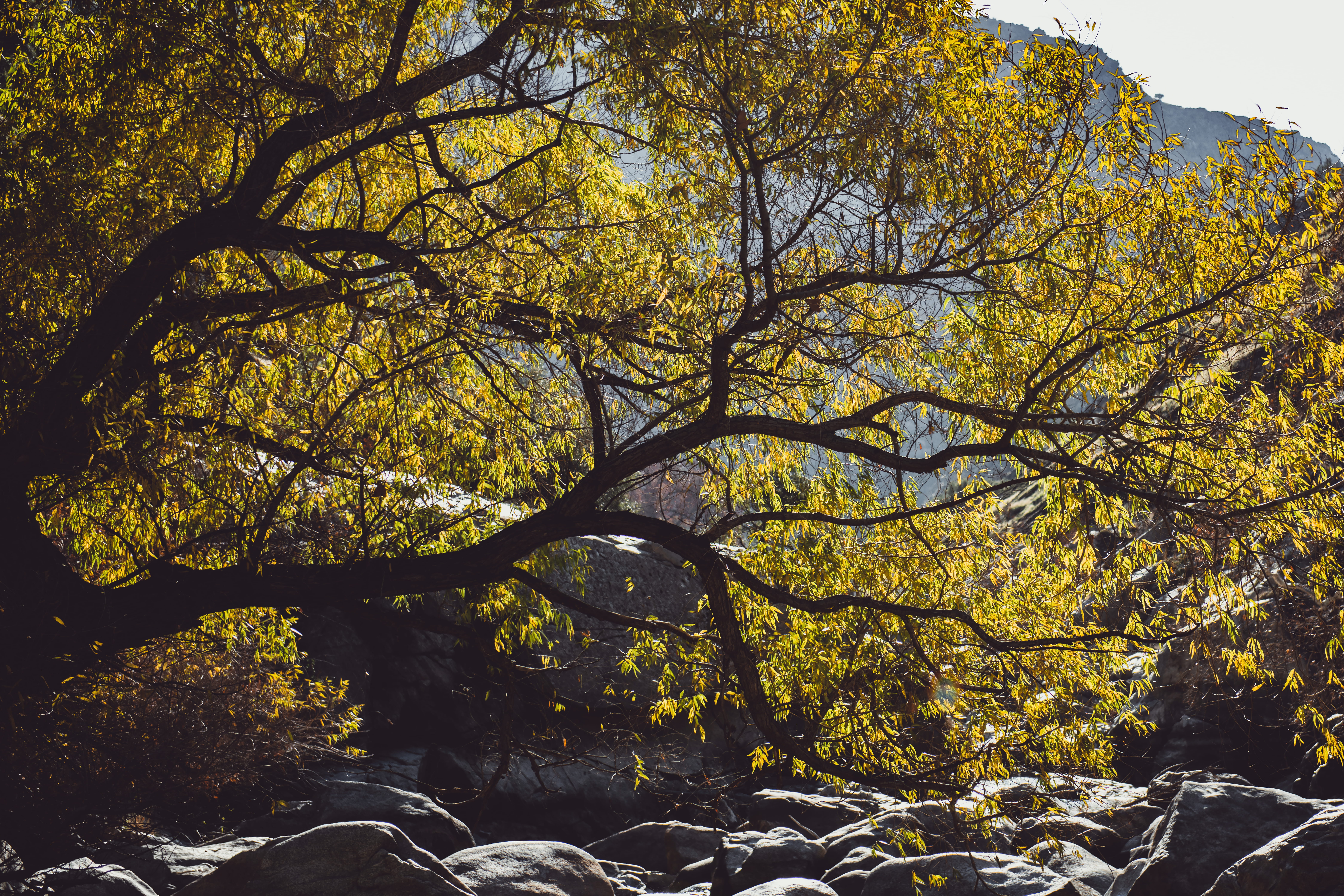 leaves, woodland, rocks, autumn, no people, day, change, fall, nature, fir, beauty in nature, branch, autumn collection, daytime, vegetation, land, flare, HD Wallpaper