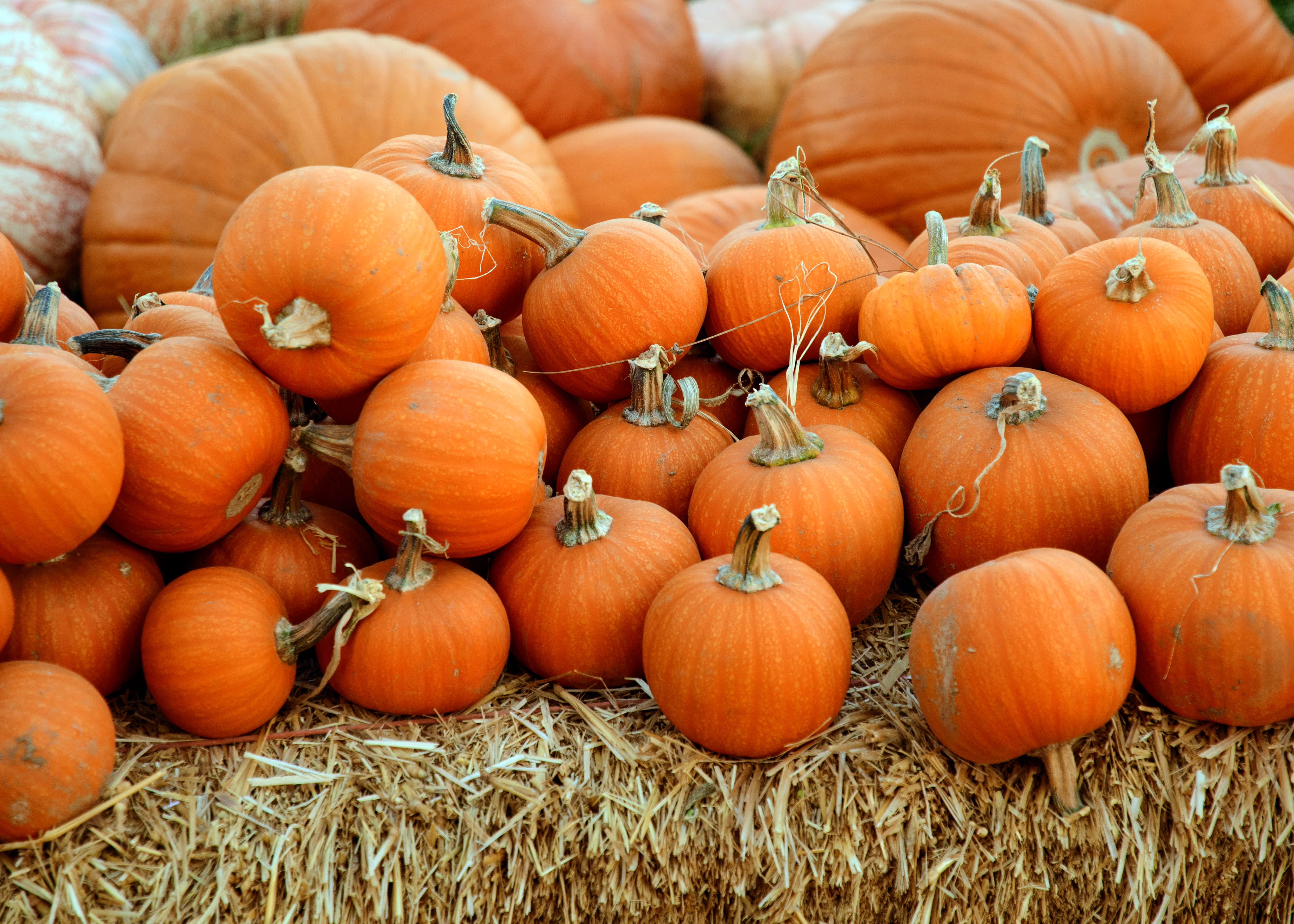 thanksgiving, field, food and drink, outdoors, organic, ripe, agriculture, abundance, farm, squash, pumpkin patch, autumn, healthy eating, orange, day, HD Wallpaper