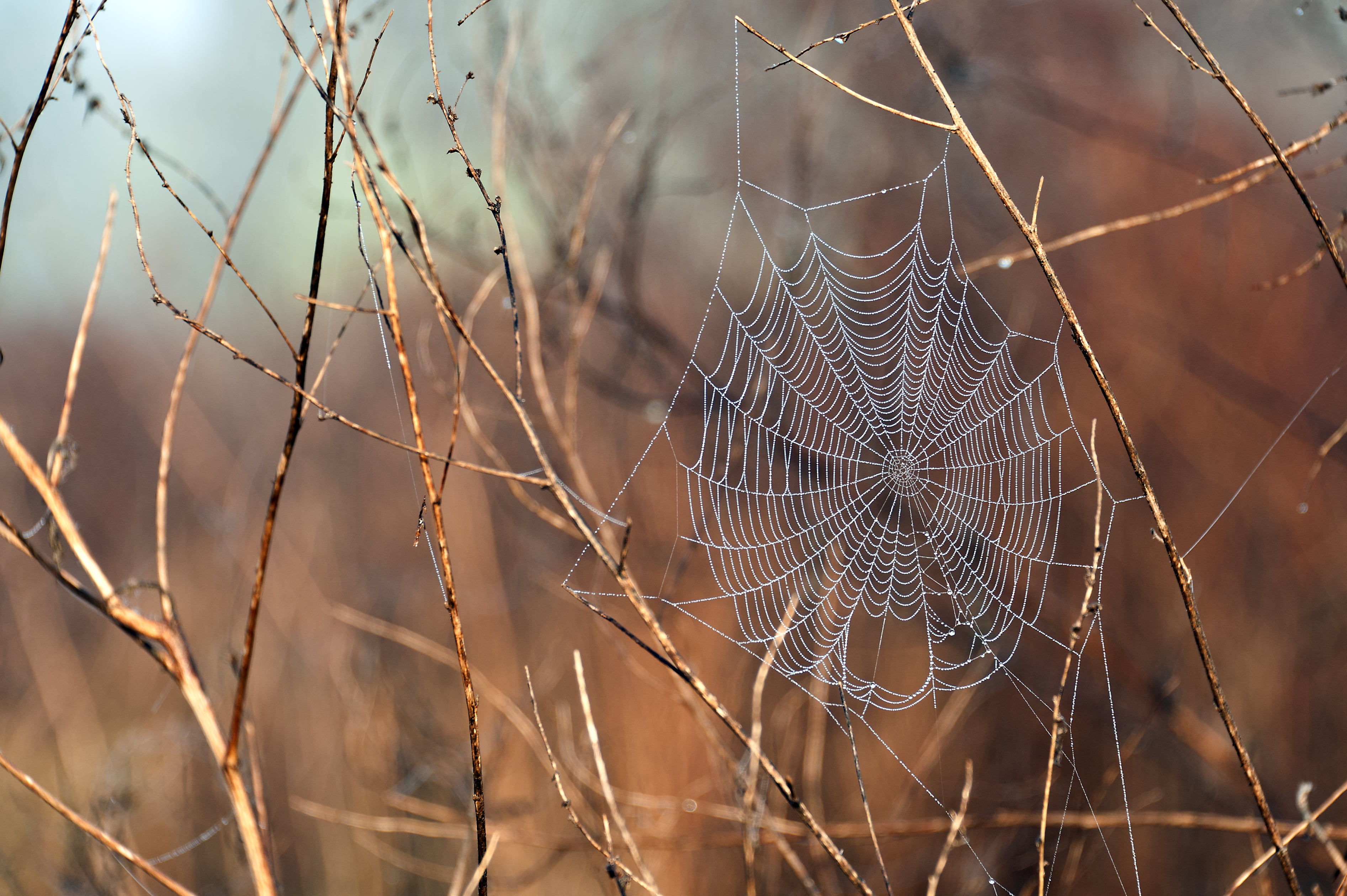 nature, no people, covered, beauty in nature, prairie, 2K, trapped, focus on foreground, outdoors, plant, Nikon D700, complexity, vulnerability, macro, HD Wallpaper