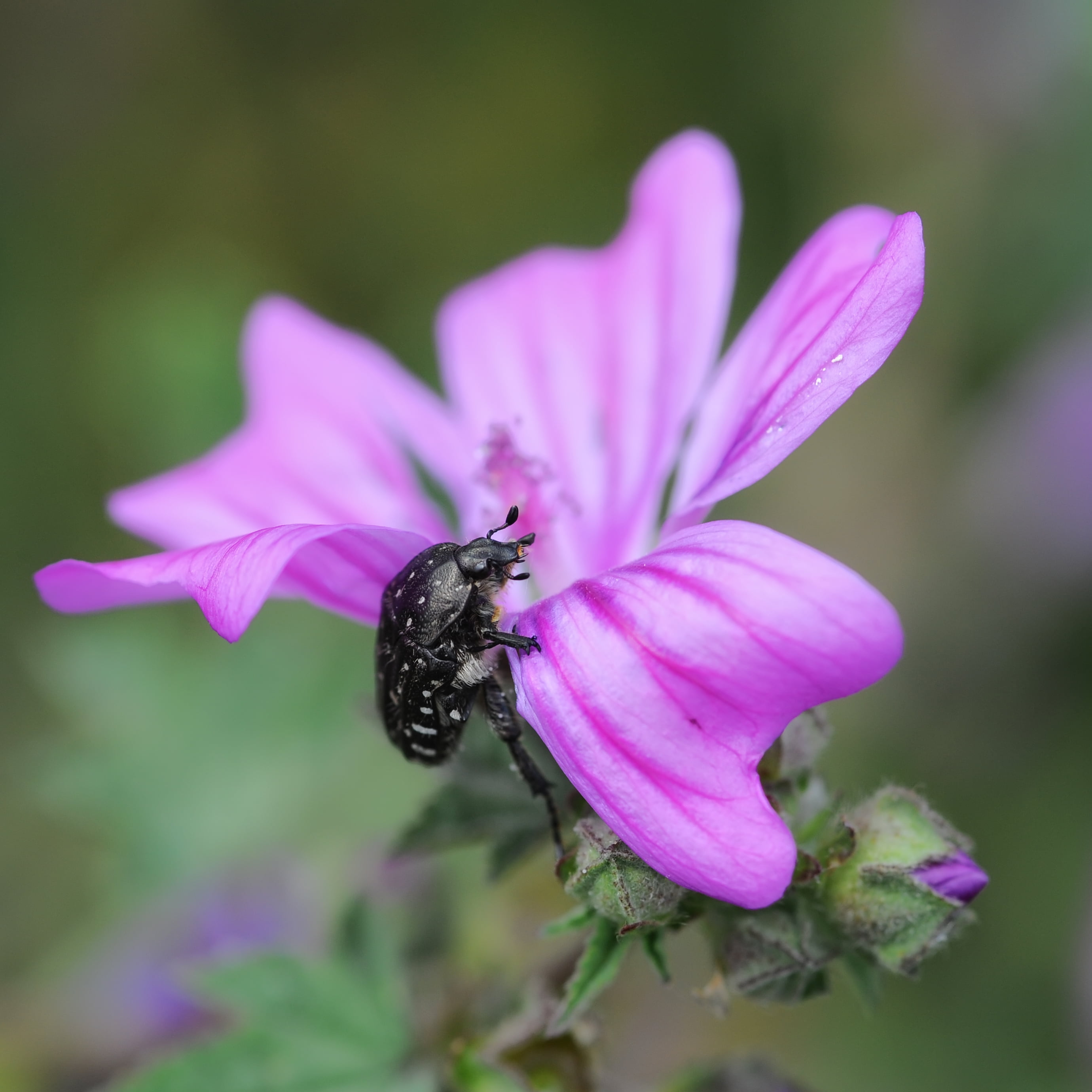 nikon  d700, close-up, wildlife, sigma, purple, 2K, closeup, flower, petaled, Escalade, 105mm, black, animal, beetle, black Beetle, summer, macro, nature, Phone HD Wallpaper