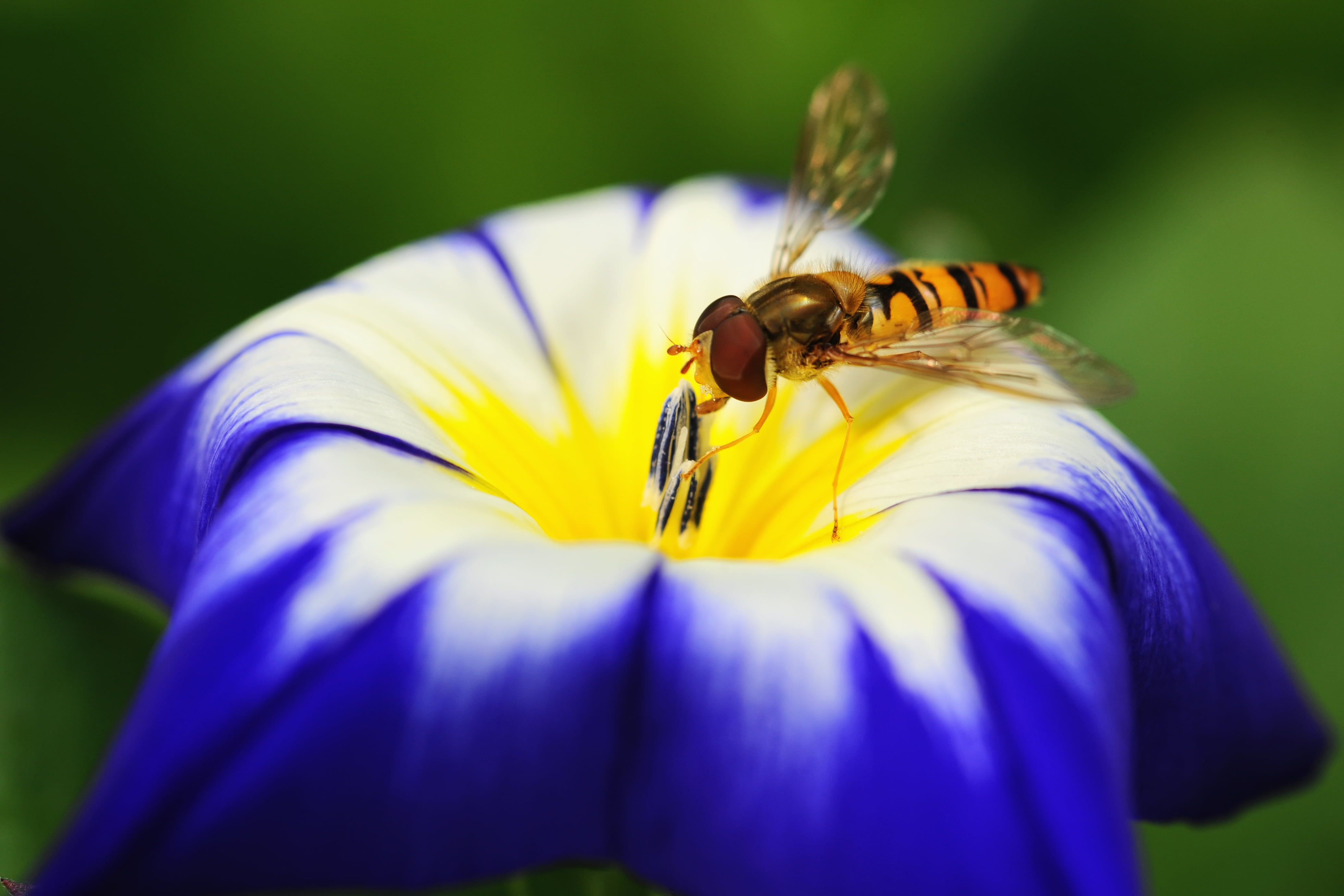 Au, flower, blue, selective, macro, petaled, la, coeur, insect, Hoverfly, selective focus, animal, 4K, bee, proxy, fleur, pollination, focus, nature, white, HD Wallpaper