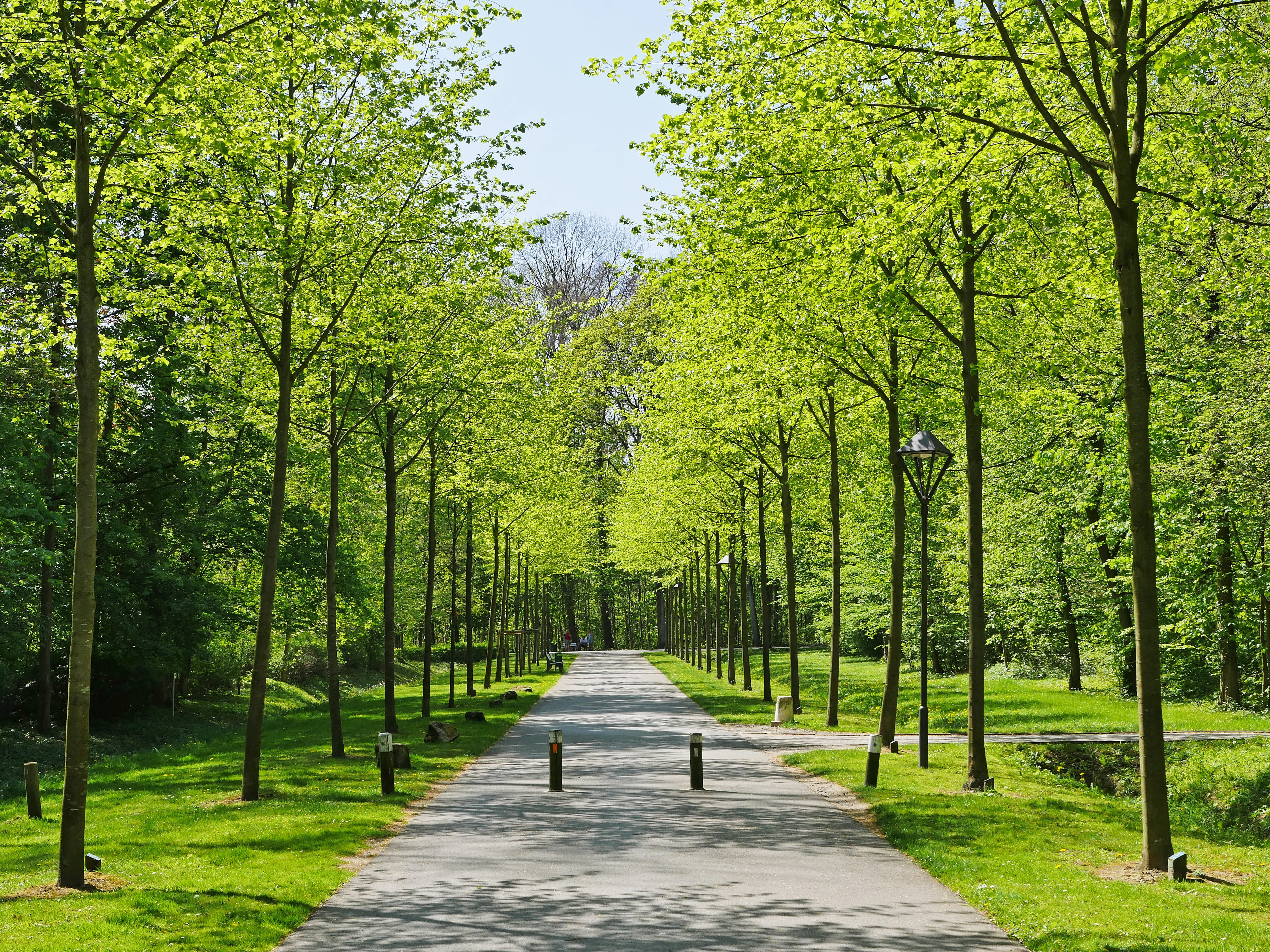 day, north churches, plant, nature, 5K, green color, spring, growth, outdoors, land, diminishing perspective, avenue, castle park, forest, tranquility, HD Wallpaper