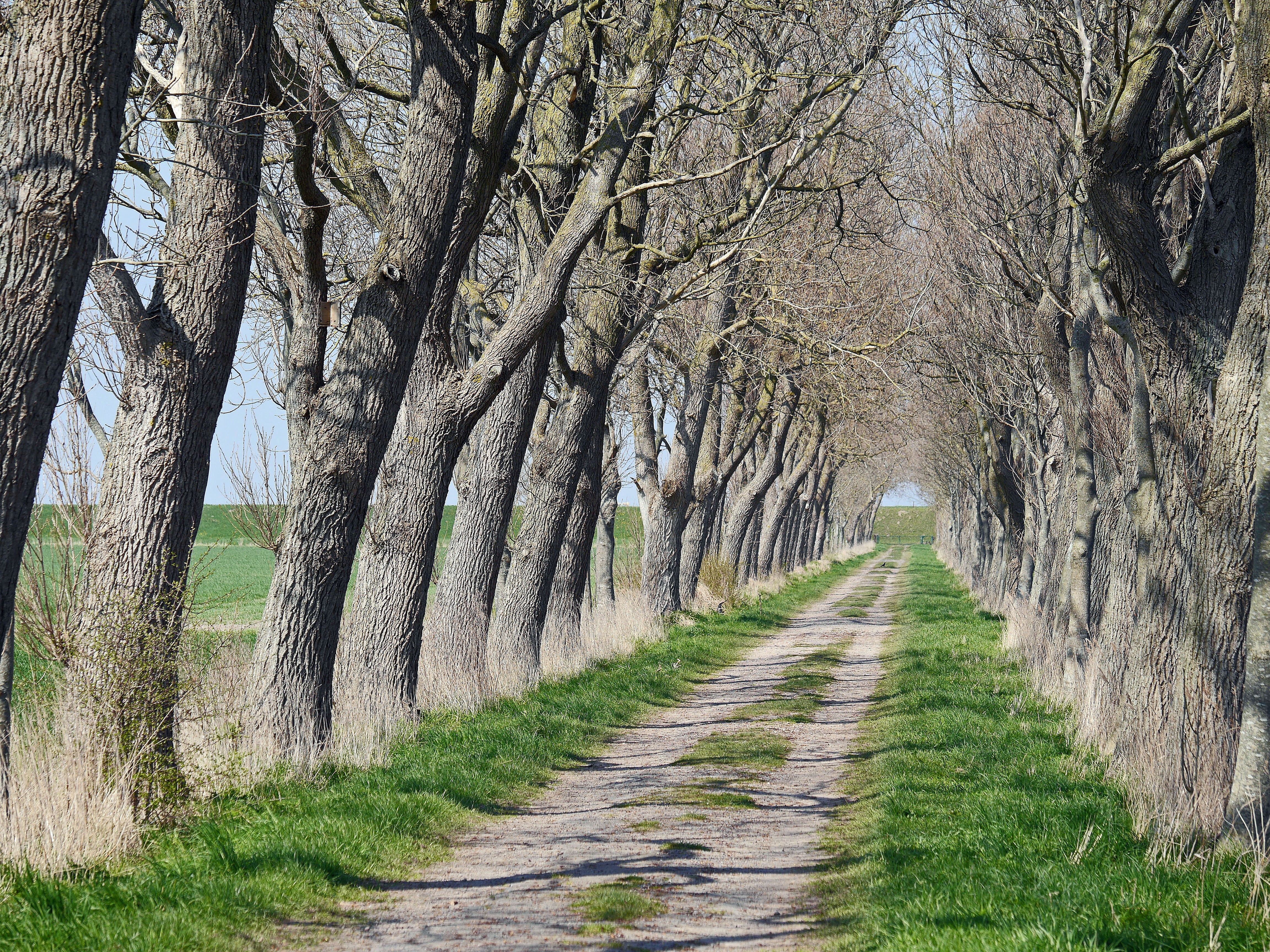 lane, no people, dike, fields, coast, outdoors, 4K, land, day, transportation, east frisia, treelined, windy, nature, road, vanishing point, growth, vehicle, HD Wallpaper