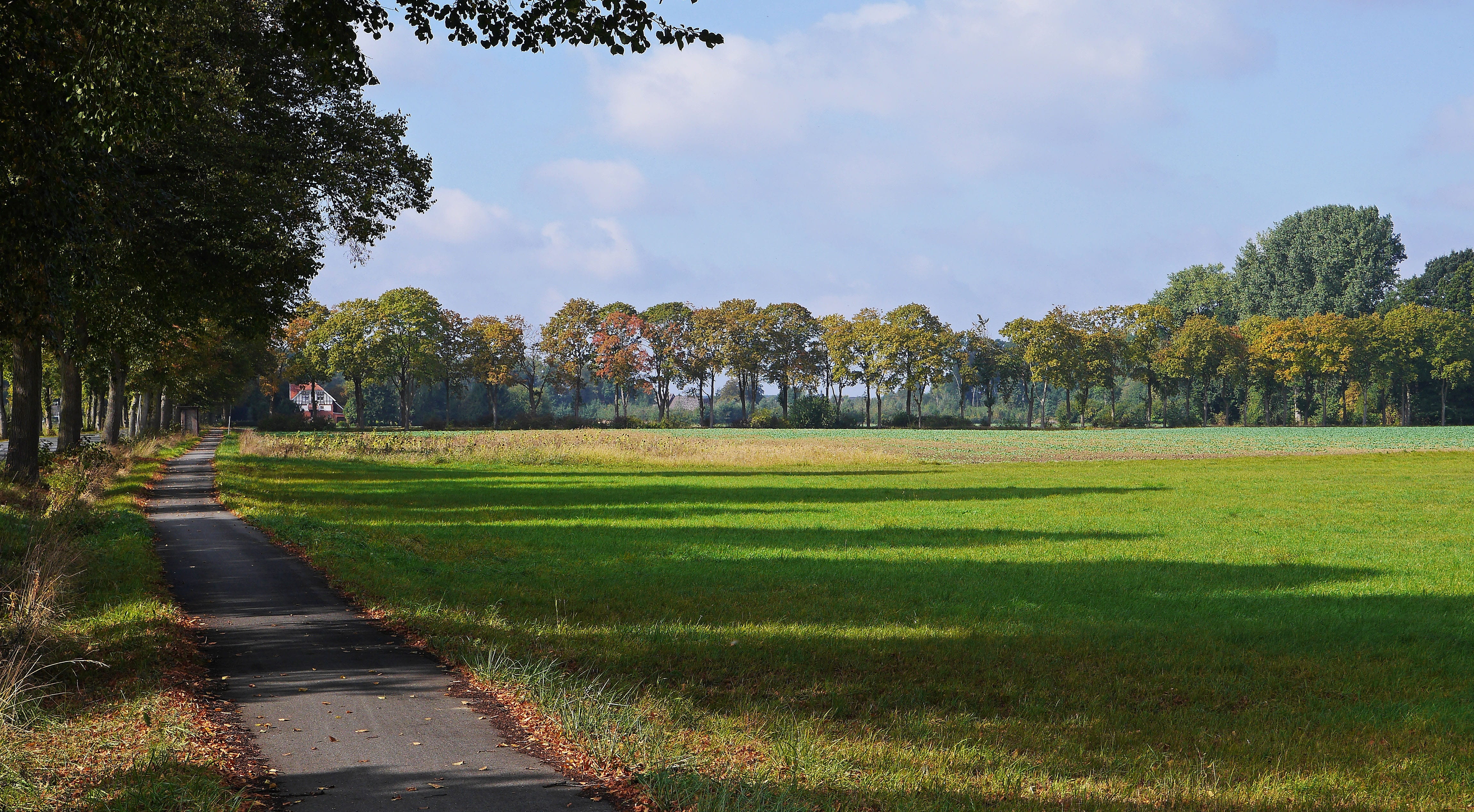 colorful, tranquil scene, meadow, grass, no people, lindenallee, green color, chestnut avenue, avenue, flat land, autumn landscape, north rhine westphalia, HD Wallpaper