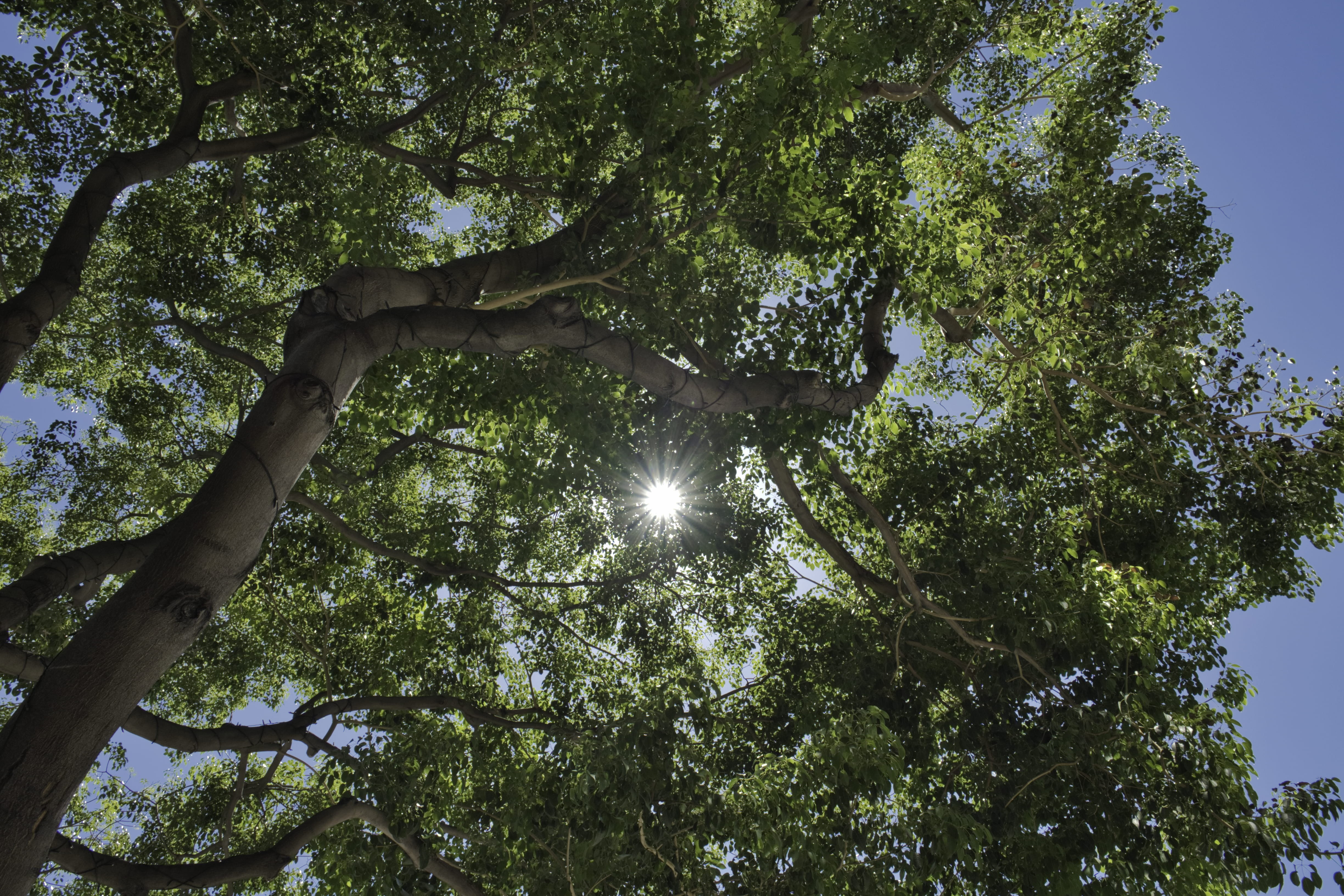 directly below, street, apparel, arbour, oak, sky, land, beauty in nature, outdoors, tree trunk, branch, tranquil scene, clothing, trunk, nature, tree canopy, HD Wallpaper