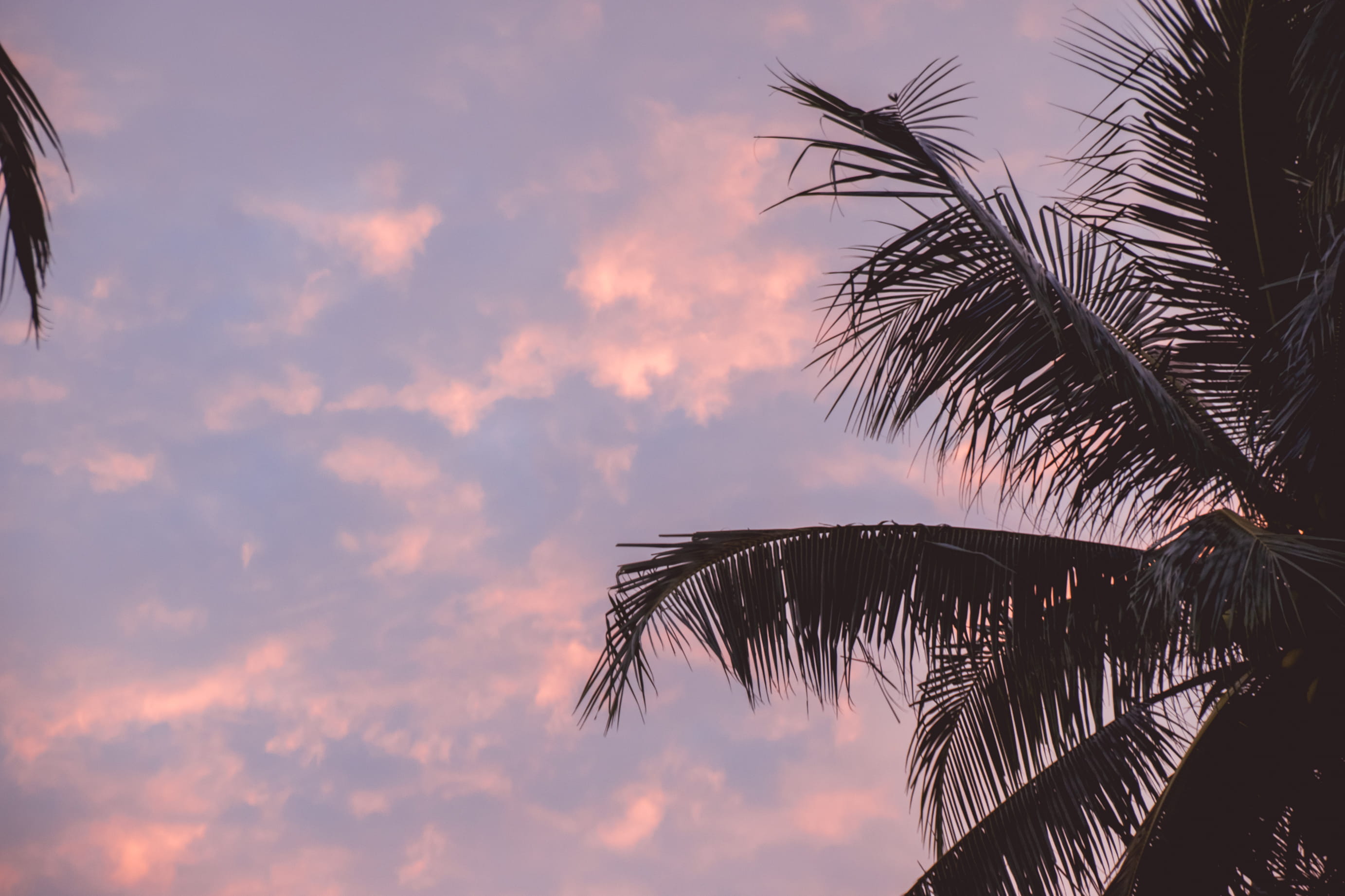 plant, leaf, plant part, 2K, tropical, beauty in nature, sunrise, growth, sky, cloud - sky, palm leaf, tropical climate, nature, scenics - nature, beach, HD Wallpaper