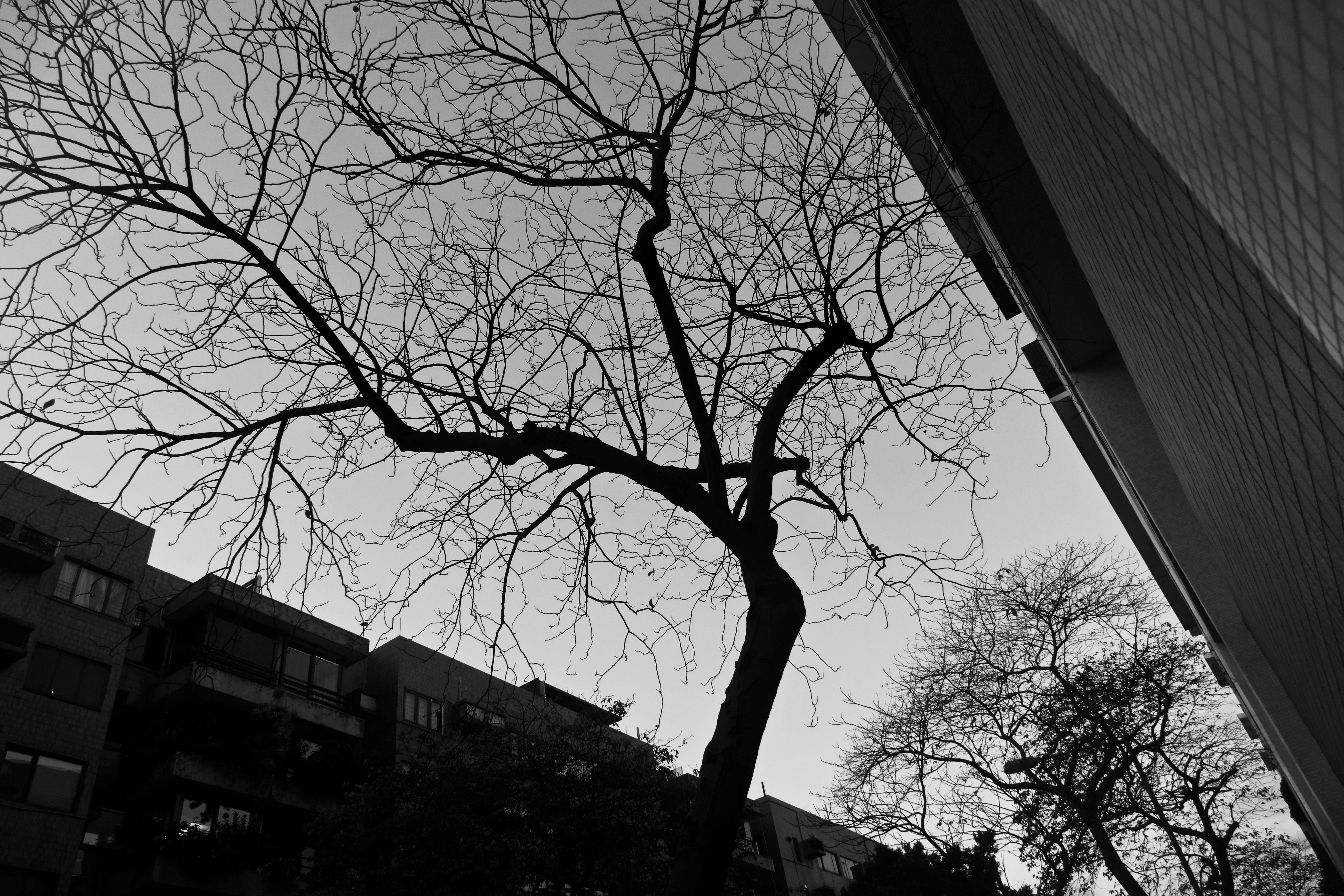 built structure, trunk, sunlight, street, nature, branch, residential district, green, no people, architecture, sycamore, city, ground, tree trunk, sky, HD Wallpaper