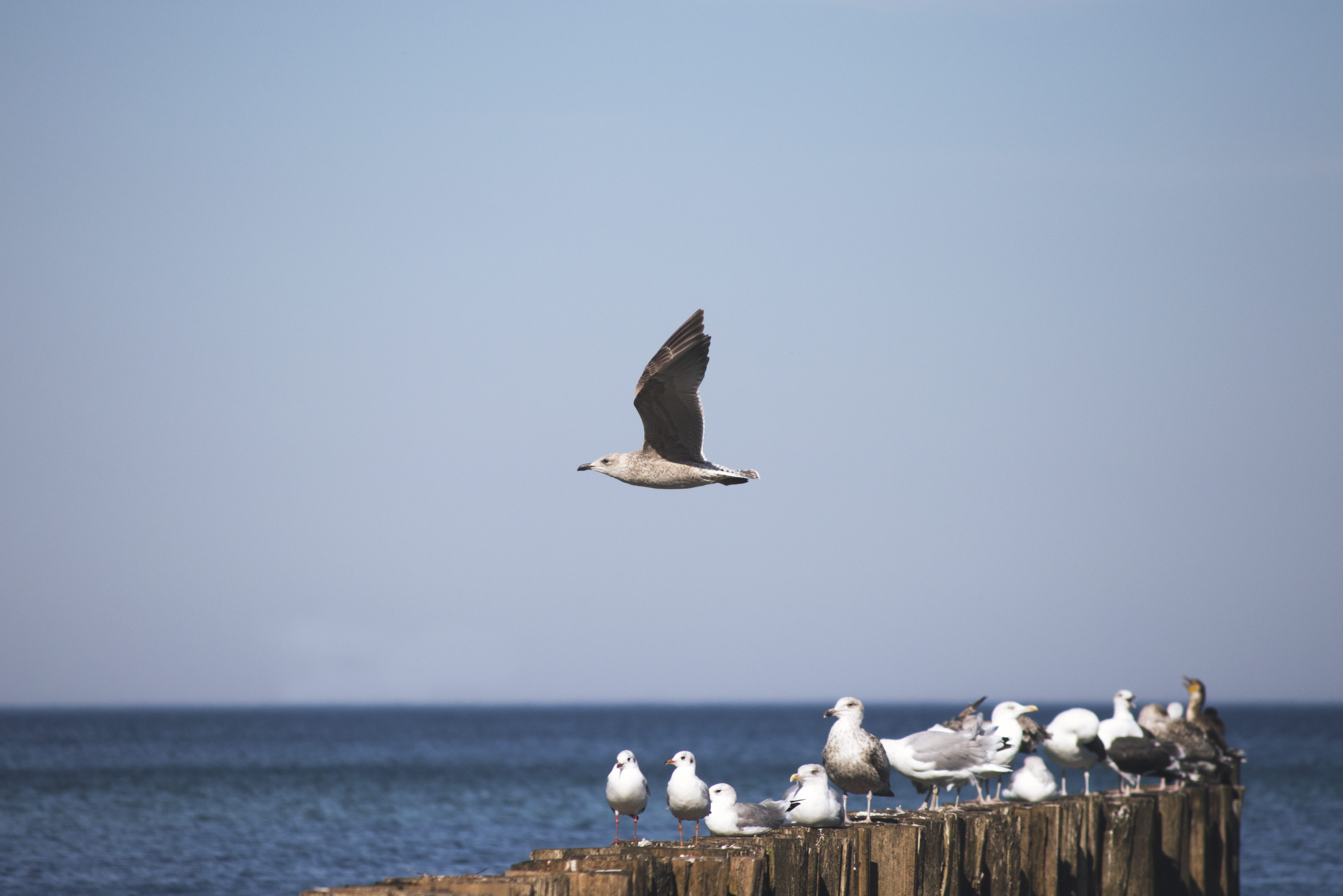 hunter, motion, outdoors, animals in the wild, flying, summer, animal wing, 5K, horizon over water, animal, germany, sky, bird, seagull, break, warnemünde, HD Wallpaper