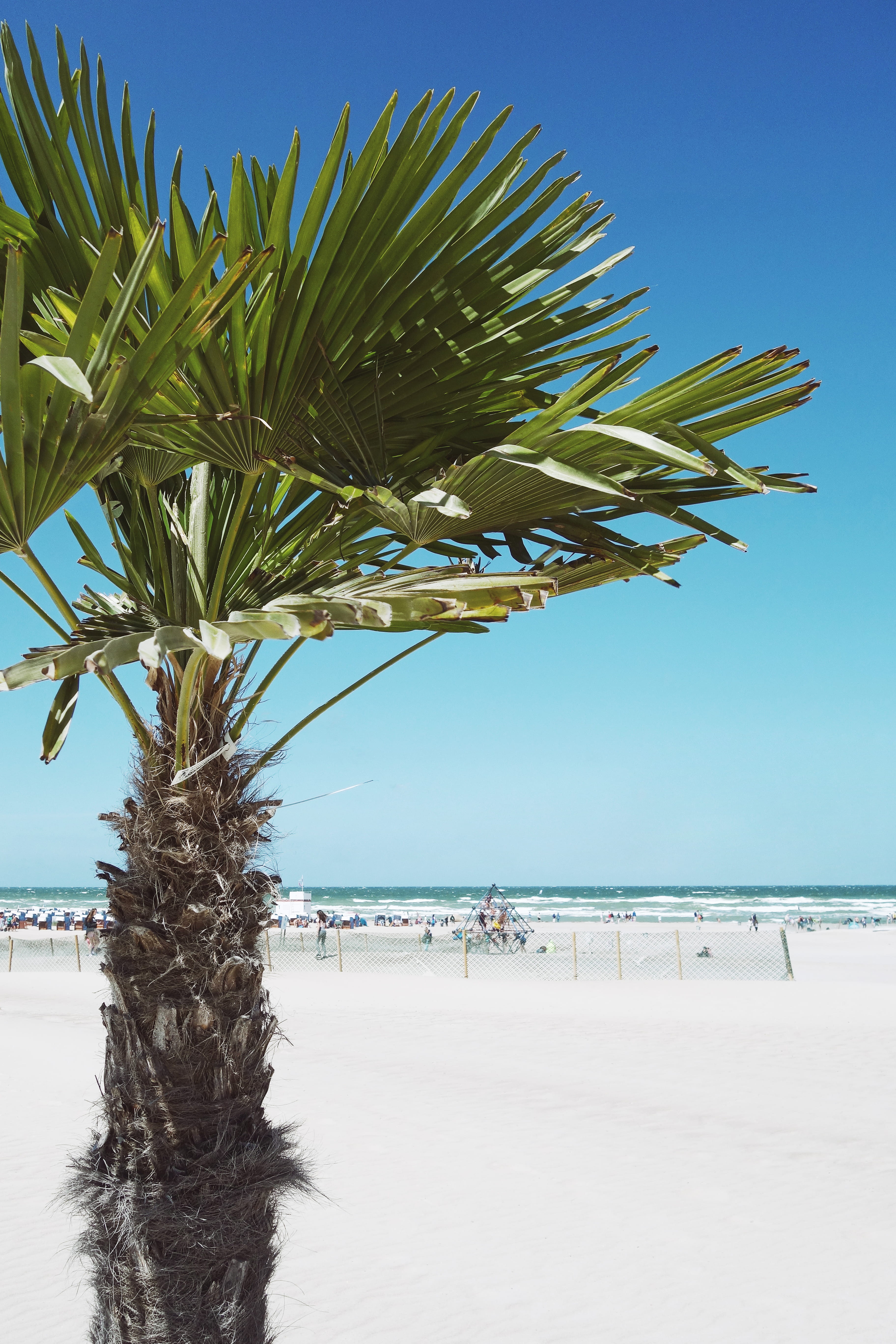 tranquil scene, scenics - nature, holiday, rostock, land, ostsee, warnemünde, tropical climate, sea, tropical, horizon over water, people, palm tree, beach, Phone HD Wallpaper