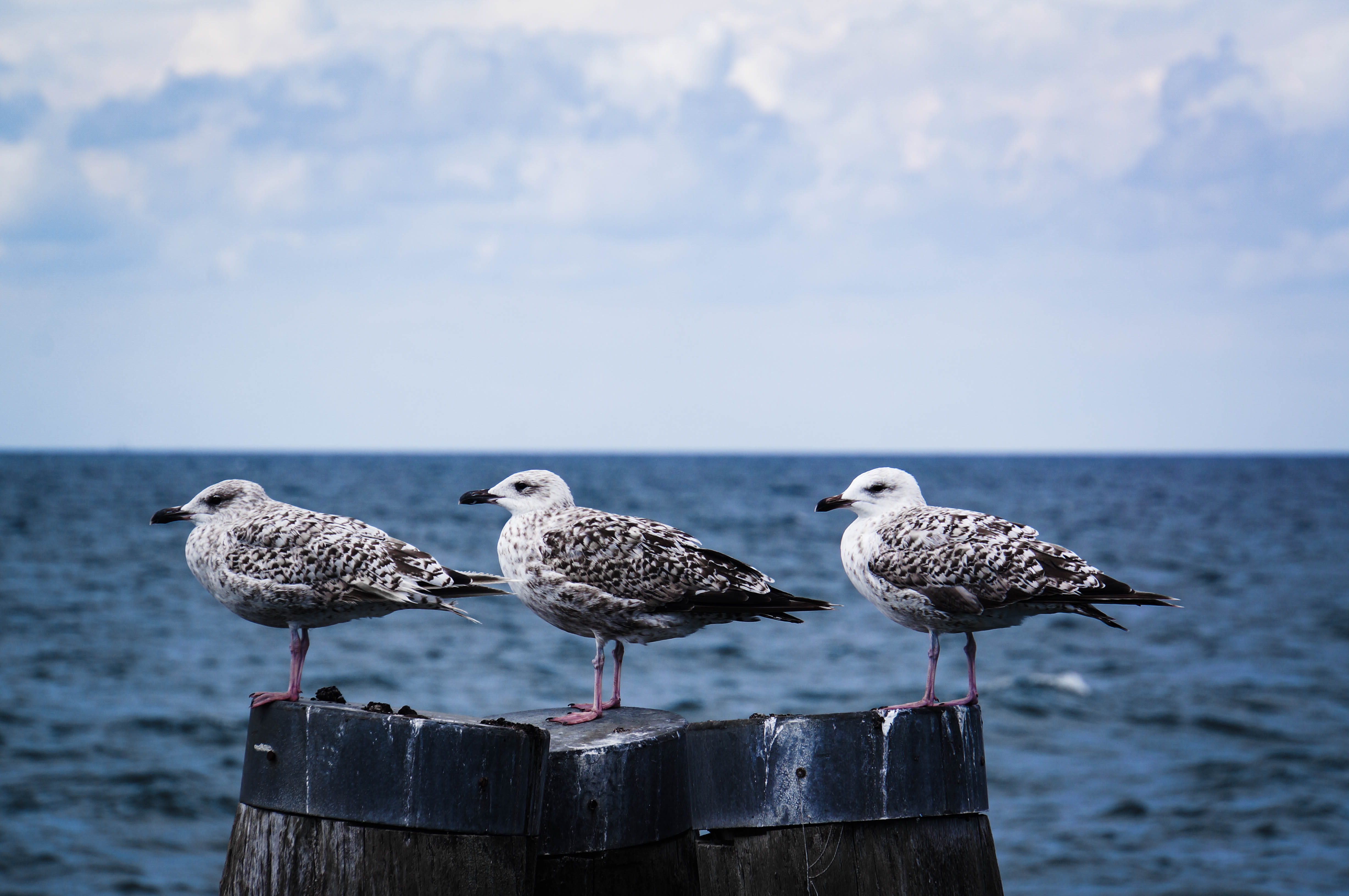 cold, wood - material, beige, 4K, animal wildlife, seagulls, three, no people, germany, two animals, sky, animal, albatross, wood, animal themes, ostsee, HD Wallpaper