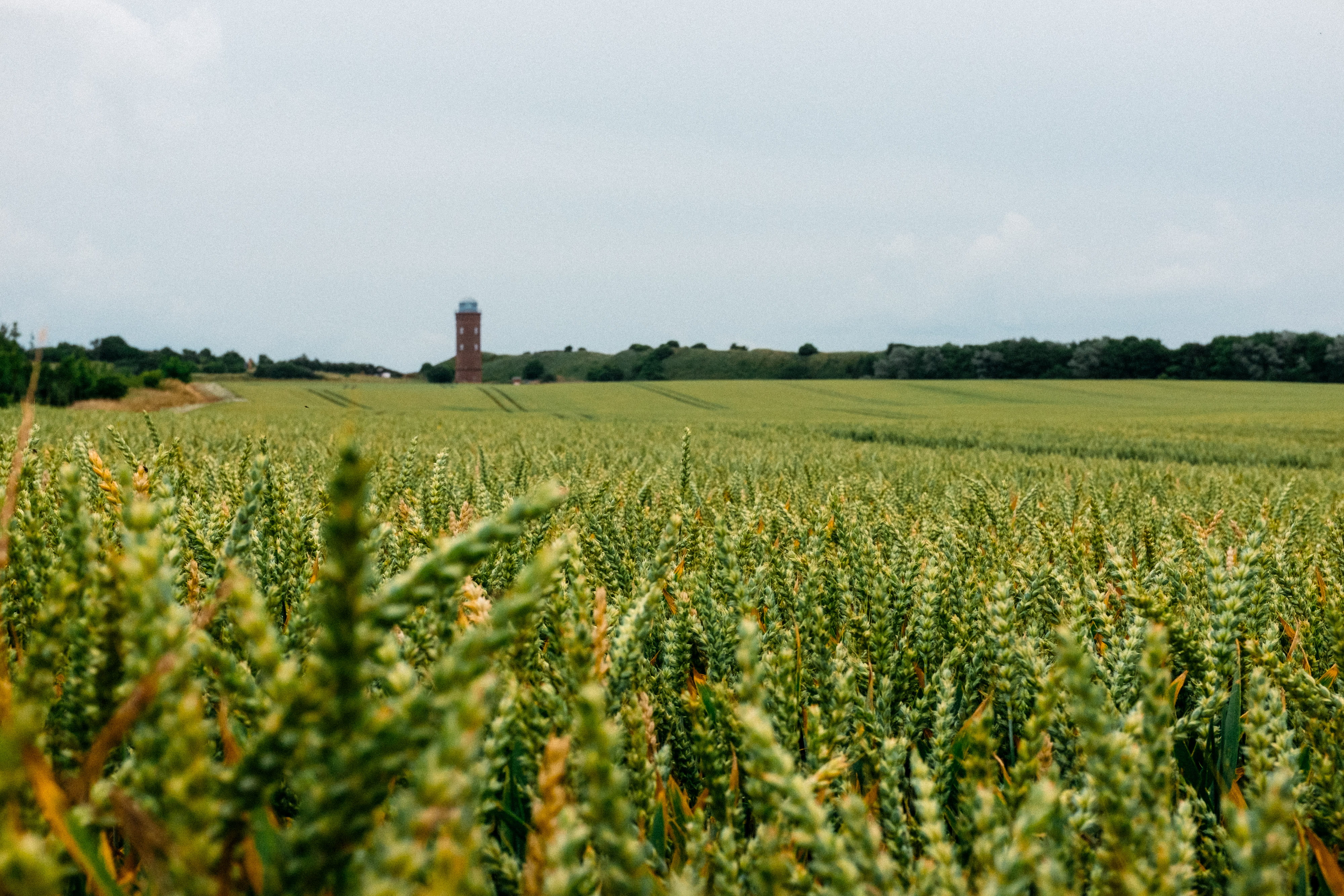 northern, farm, field, travel, arkona, tranquility, germany, plant, beauty in nature, no people, tranquil scene, 4K, cereal plant, colourful, green color, HD Wallpaper