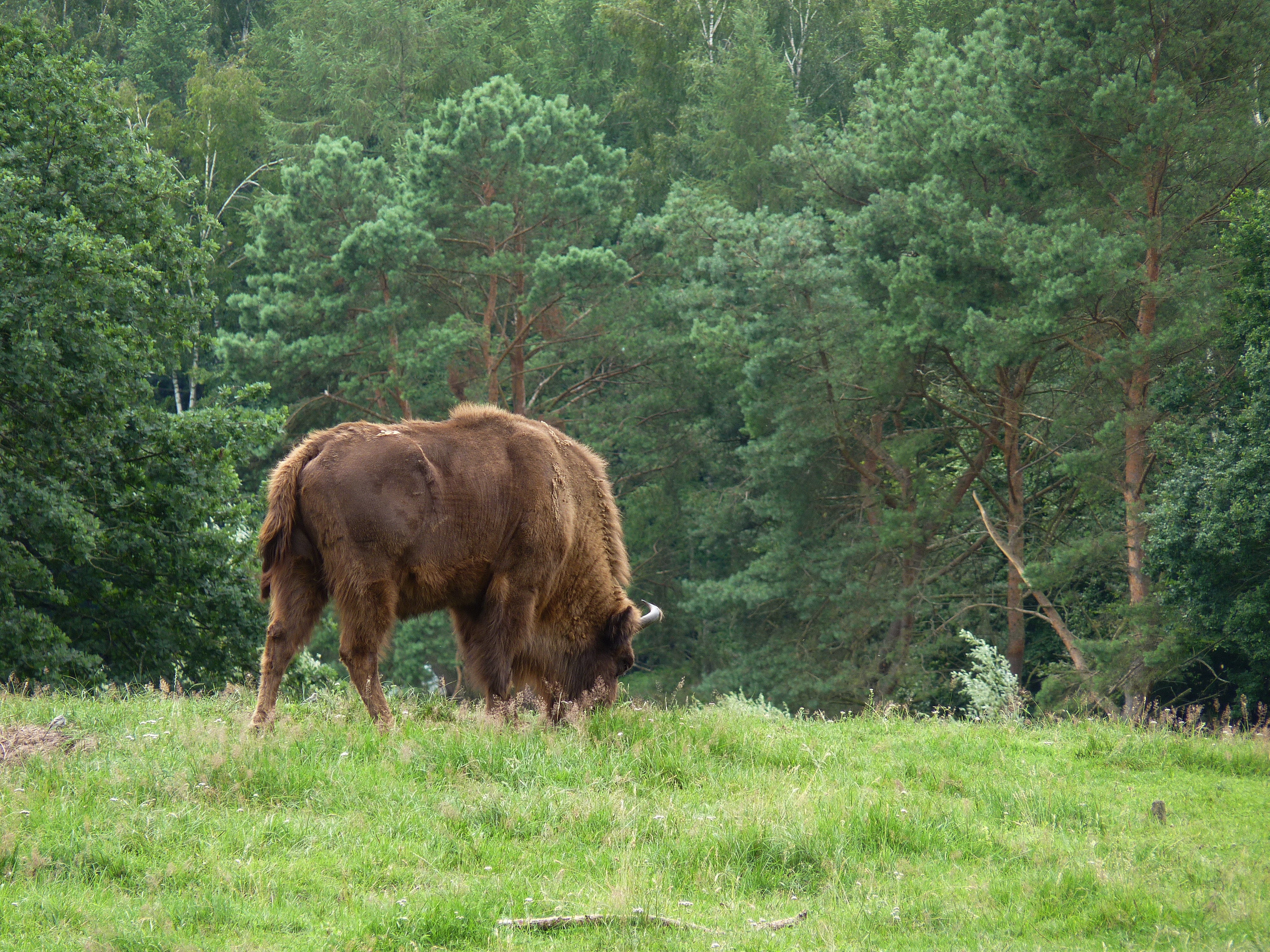 4K, plant, growth, domestic, pets, nature, graze, tree, mammal, wisent, herbivorous, field, grass, livestock, germany, animal, cattle, animal wildlife, HD Wallpaper
