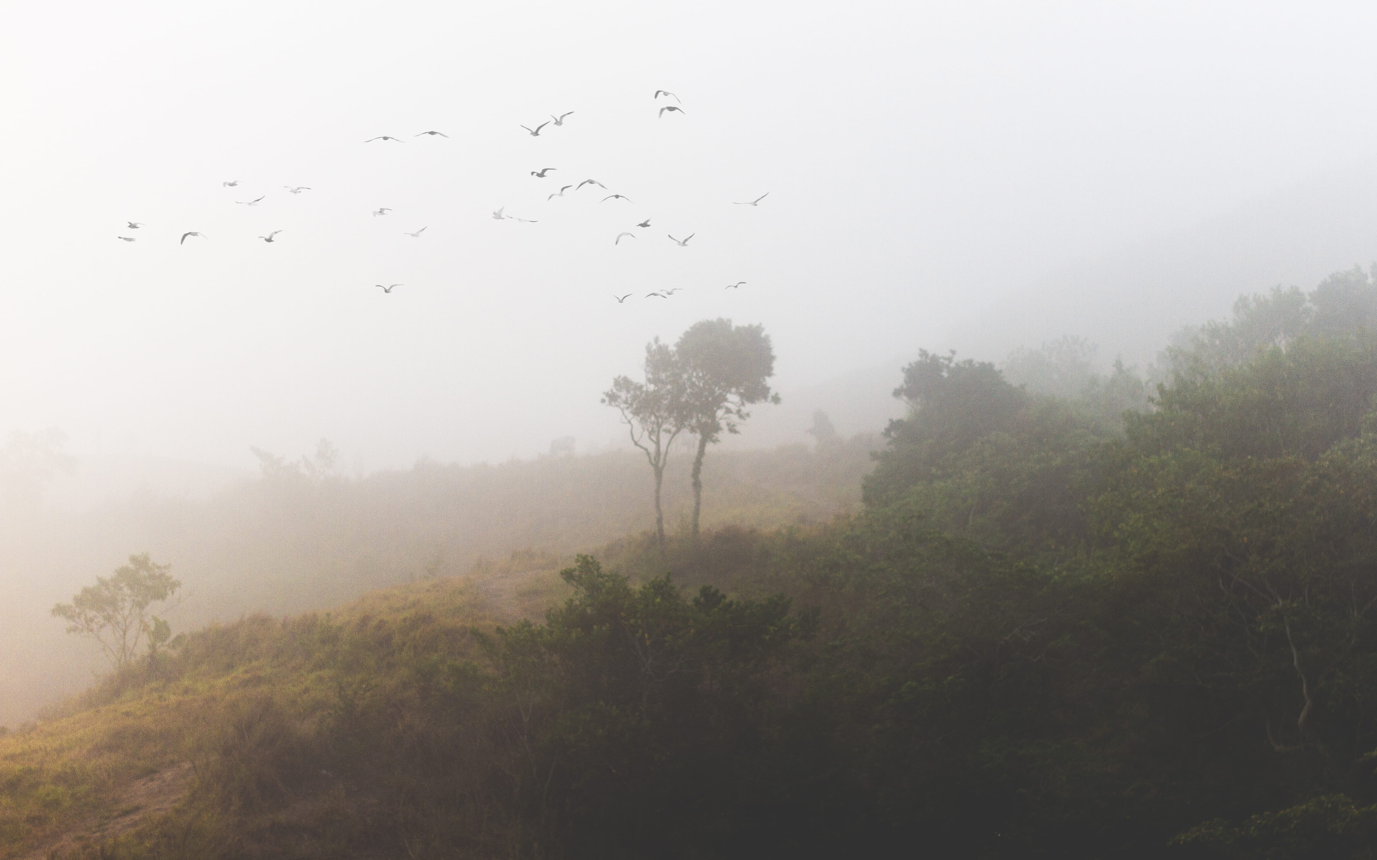 animal themes, growth, sky, animals in the wild, flock of birds, birds, bird, mist, mt. gulugod baboy, trees, outdoors, 4K, non-urban scene, tranquil scene, HD Wallpaper