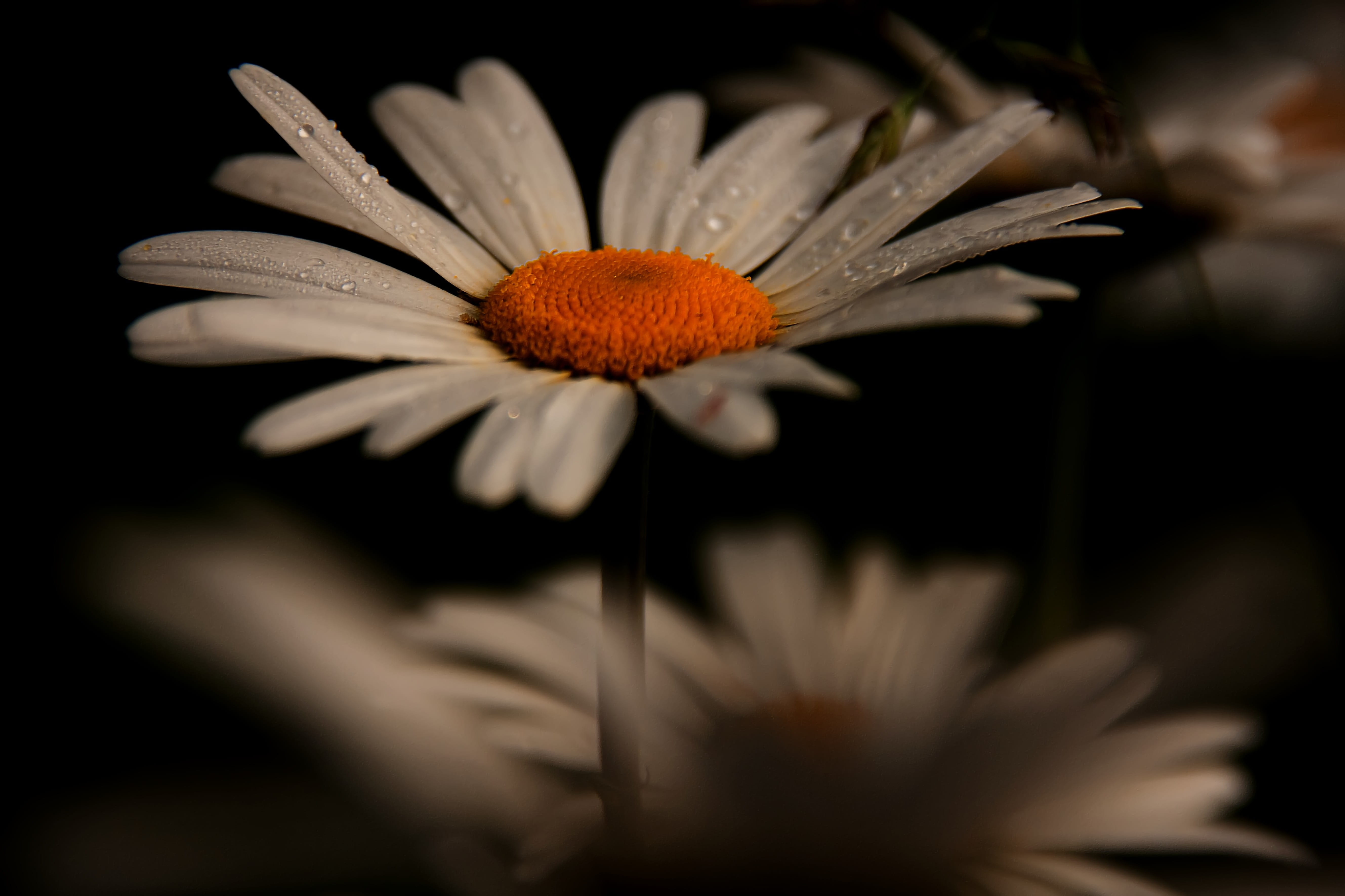 beauty in nature, fragility, close-up, black background, composites, no people, outdoors, flower, close up, neverin, blossomed, coneflower, summer, white, HD Wallpaper