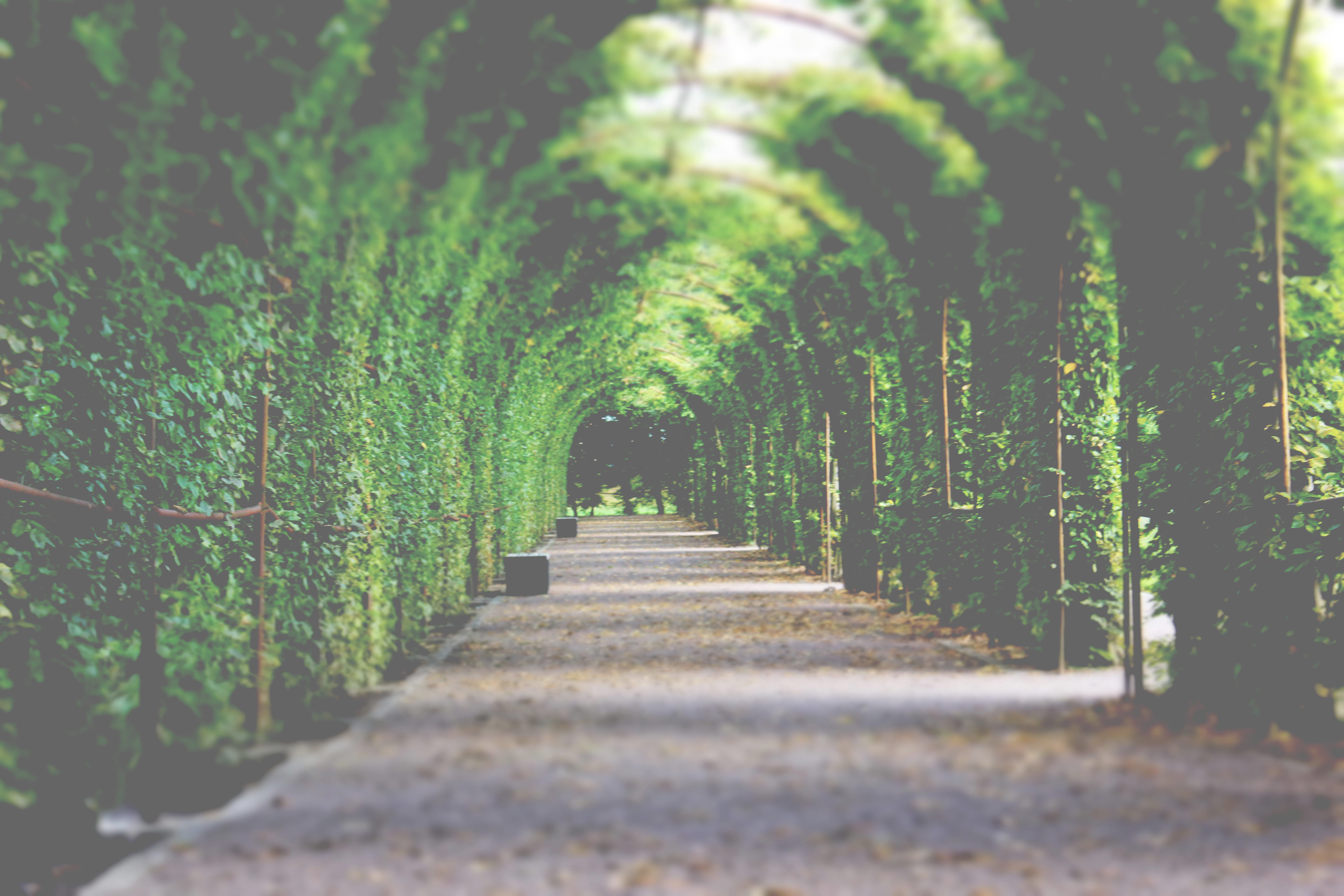 green color, mecklenburg-vorpommern, beauty in nature, treelined, day, tree canopy, vanishing point, no people, 5K, germany, nature, tree, tranquil scene, HD Wallpaper