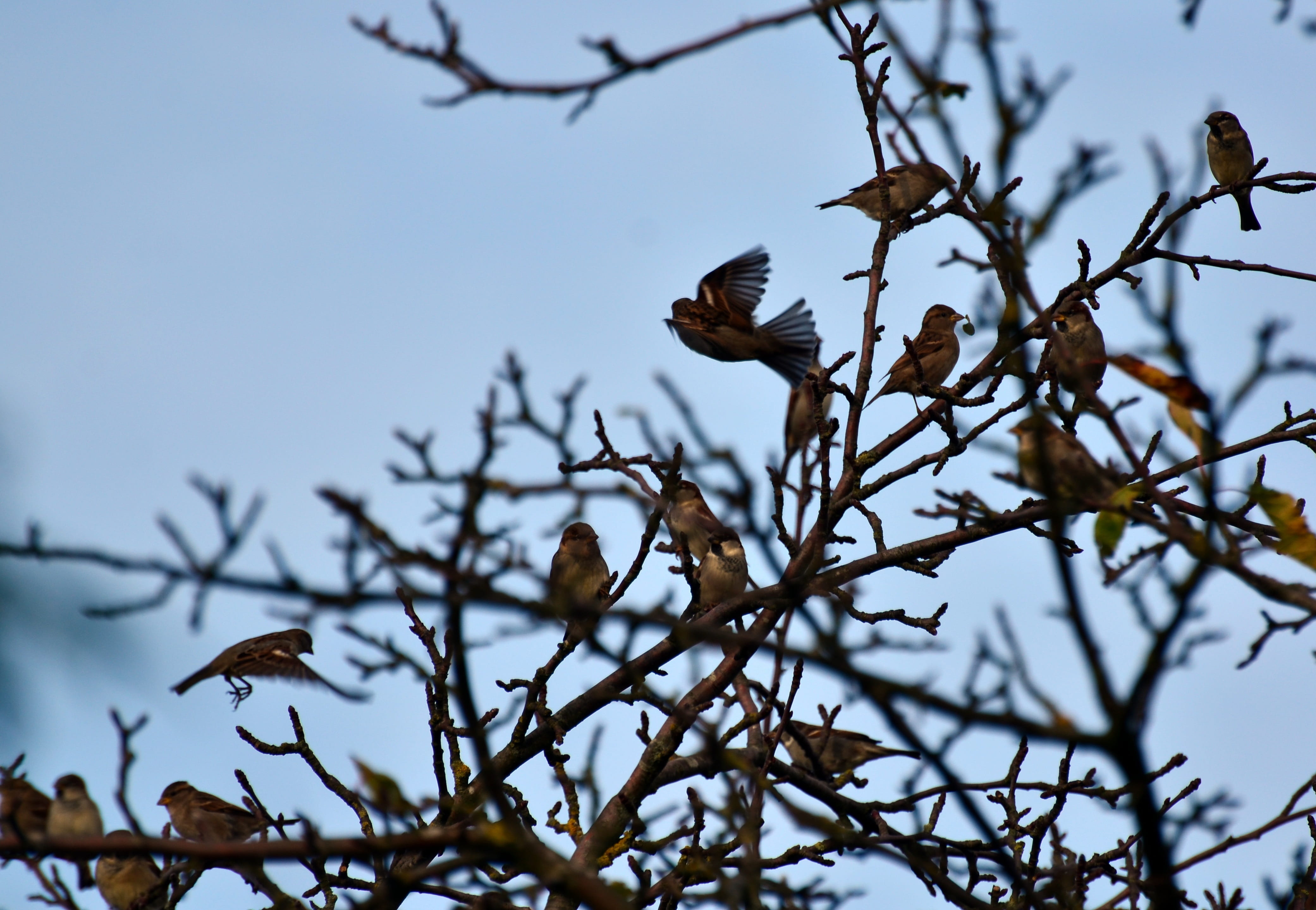 selective focus, perching, low angle view, clear sky, vertebrate, animal, birds, tree, day, cranes, group of animals, bird, plant, no people, animal themes, HD Wallpaper