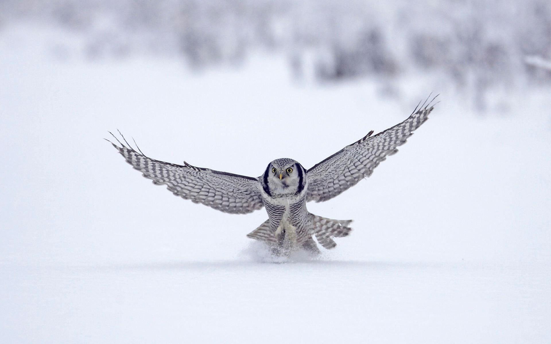 animals and birds, hawk, finland, owl, 1080P, northern, snow, HD Wallpaper