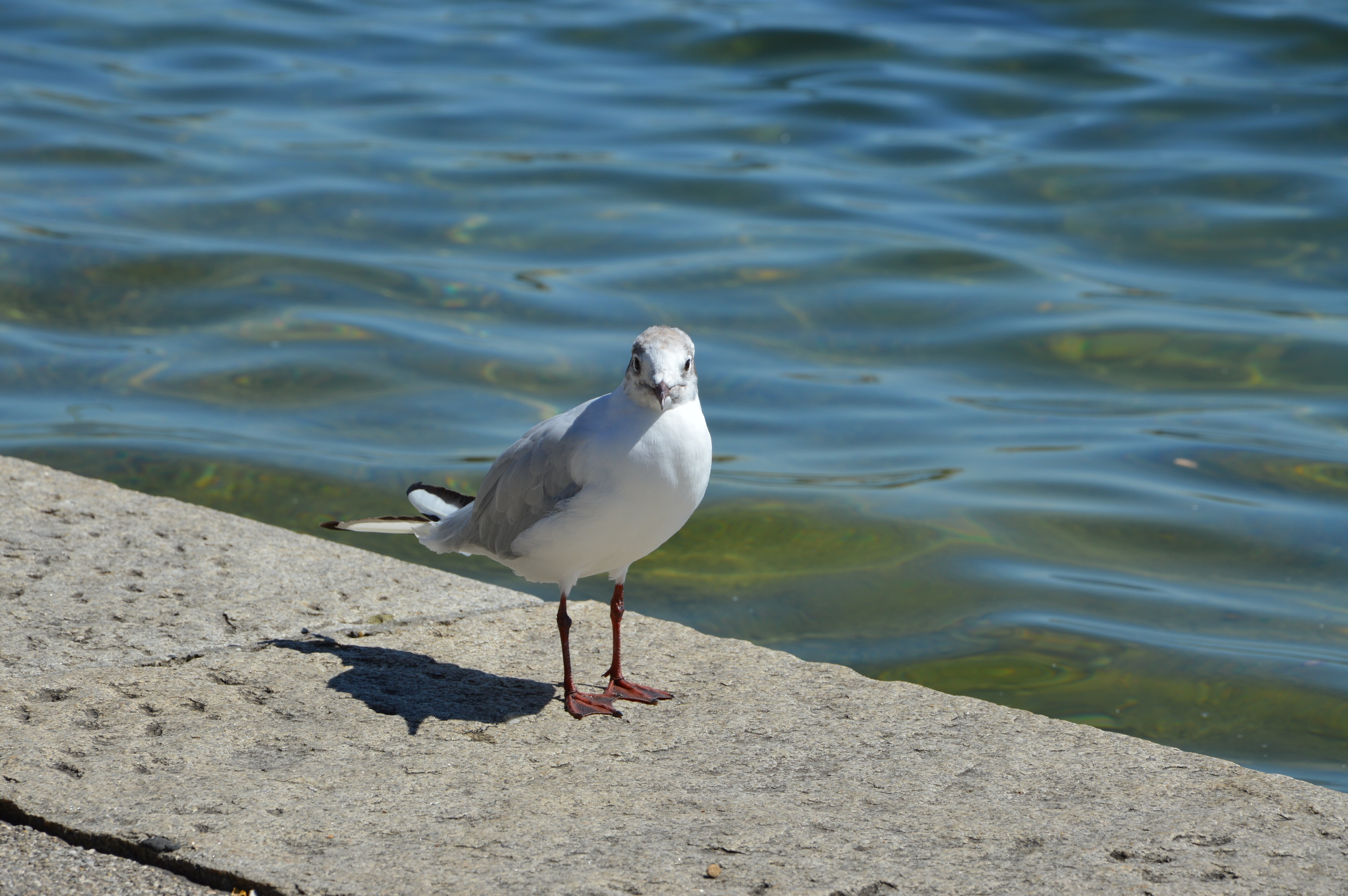 sea bird, water, seagulls, sea, close, seagull, one animal, beach, waterfowl, sunlight, animal themes, day, animal wildlife, animal, outdoors, starnberger see, HD Wallpaper