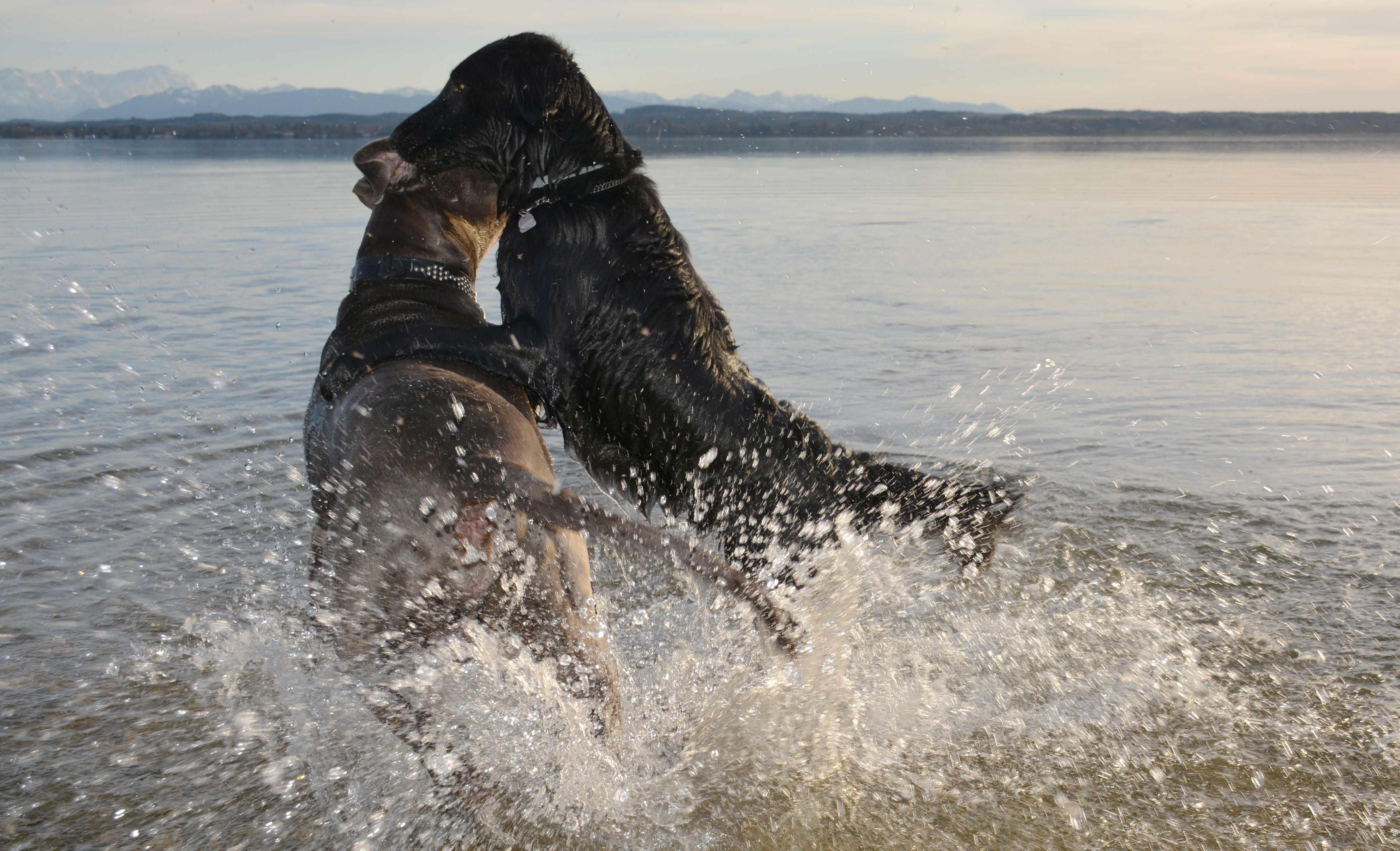 outdoors, one animal, sea, domestic, mammal, focus on foreground, fight, abendstimmung, vertebrate, nature, splashing, animal themes, 4K, waterfront, pets, HD Wallpaper
