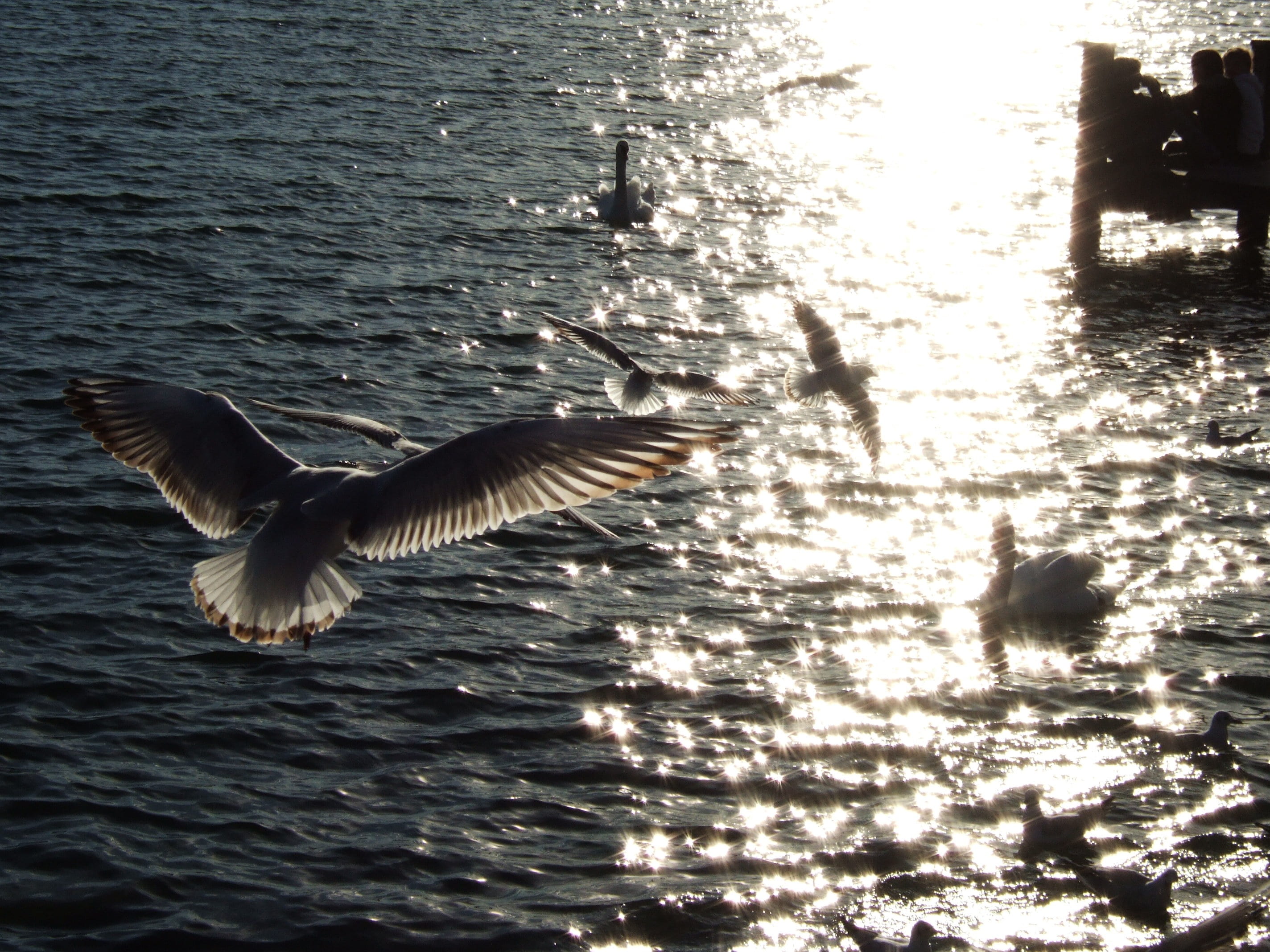 spread wings, flapping, animals in the wild, motion, starnberger see, flying, sunlight, no people, rippled, outdoors, waterfront, animal themes, water, HD Wallpaper