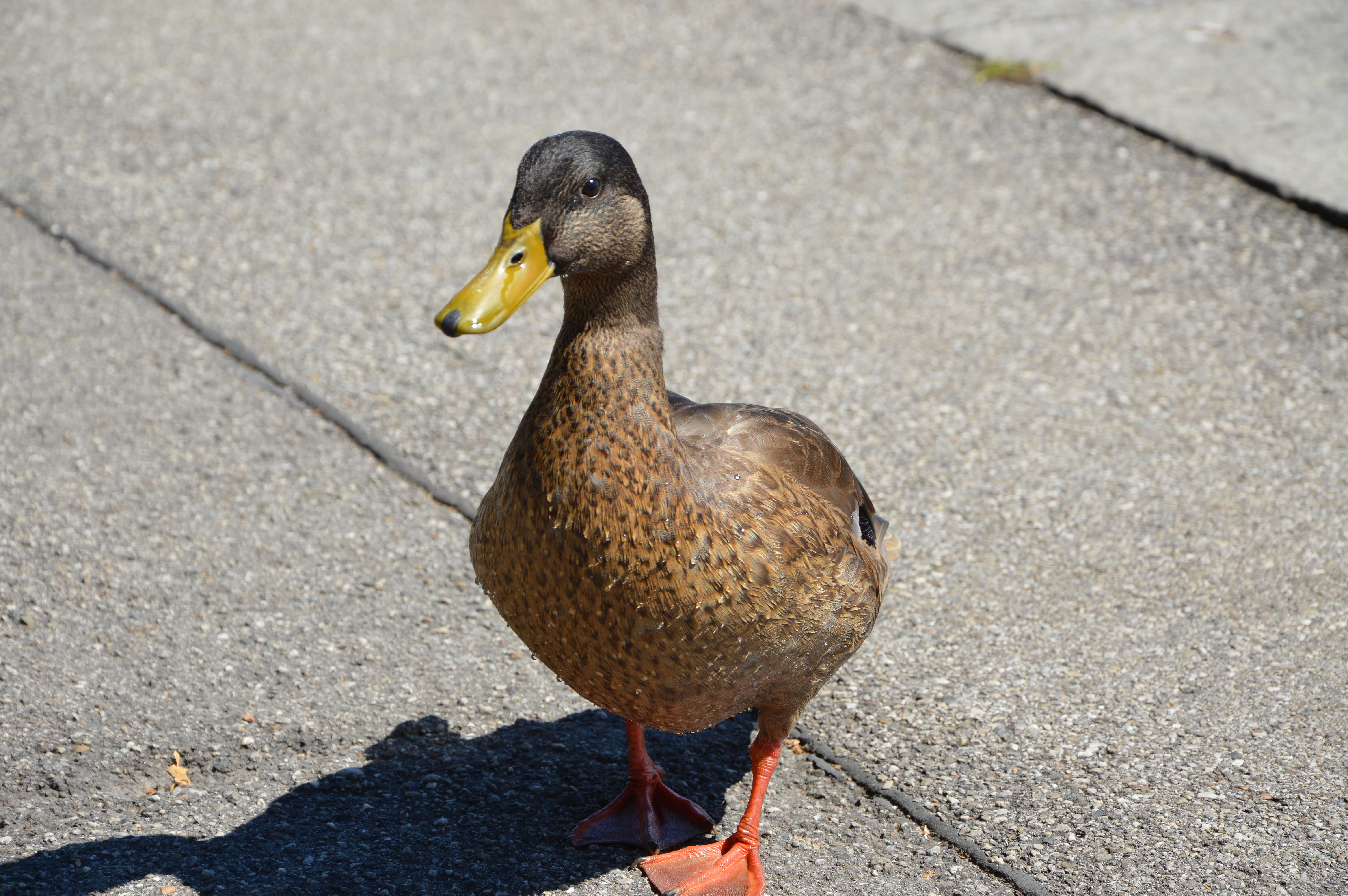 animals in the wild, sunlight, bird, mallard duck, water bird, high angle view, day, one animal, water, outdoors, nature, focus on foreground, no people, HD Wallpaper