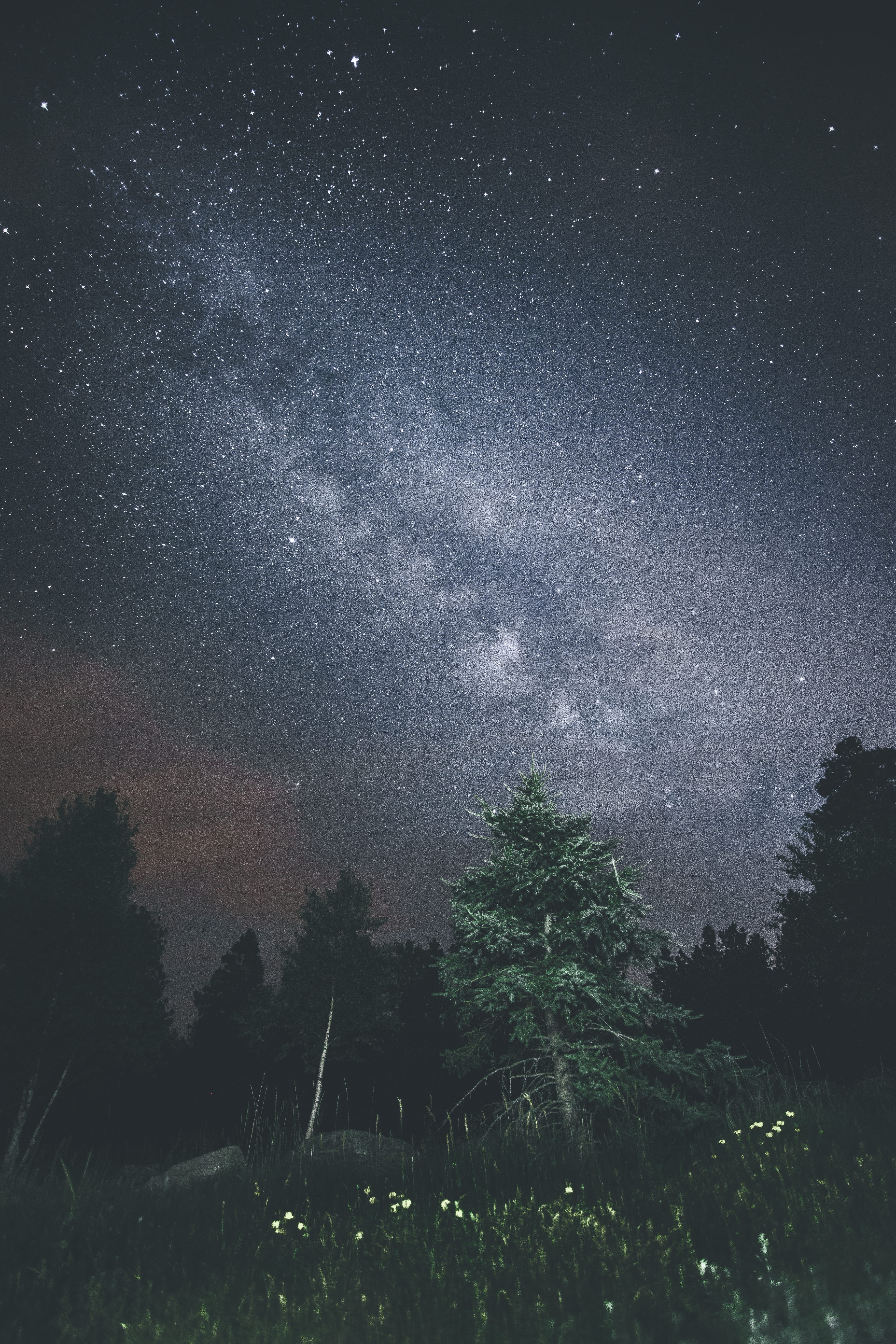 scenics, pine, star - Space, star Field, plant, planet - Space, infinity, space Exploration, low angle view, landscape, star Shape, galaxy, tree, milky Way, Phone HD Wallpaper