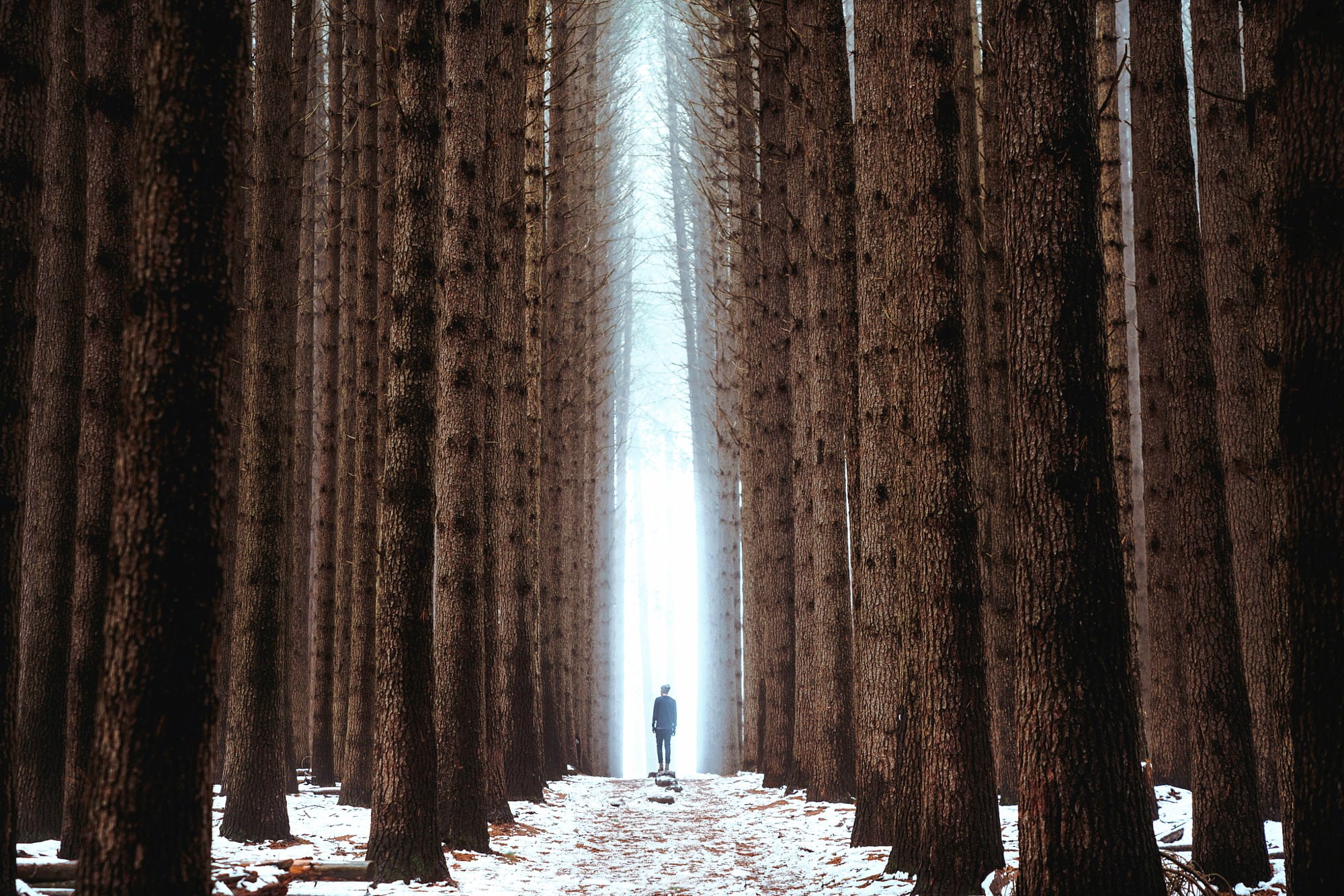 forest, rear view, unrecognizable person, curtain, standing, nature, one person, stage, full length, outdoors, tree, beauty in nature, illuminated, white, HD Wallpaper